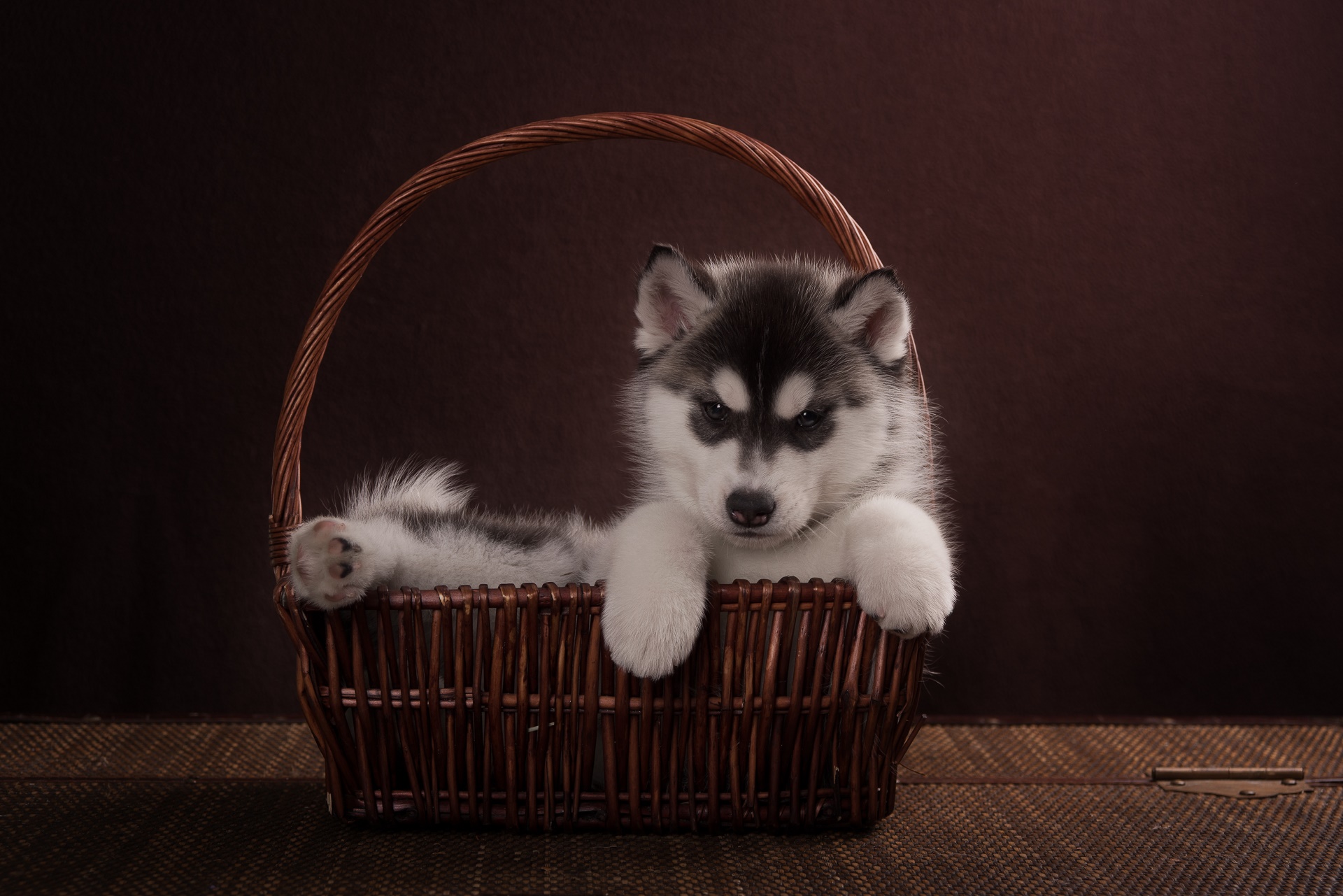 Download mobile wallpaper Dogs, Dog, Animal, Puppy, Husky for free.