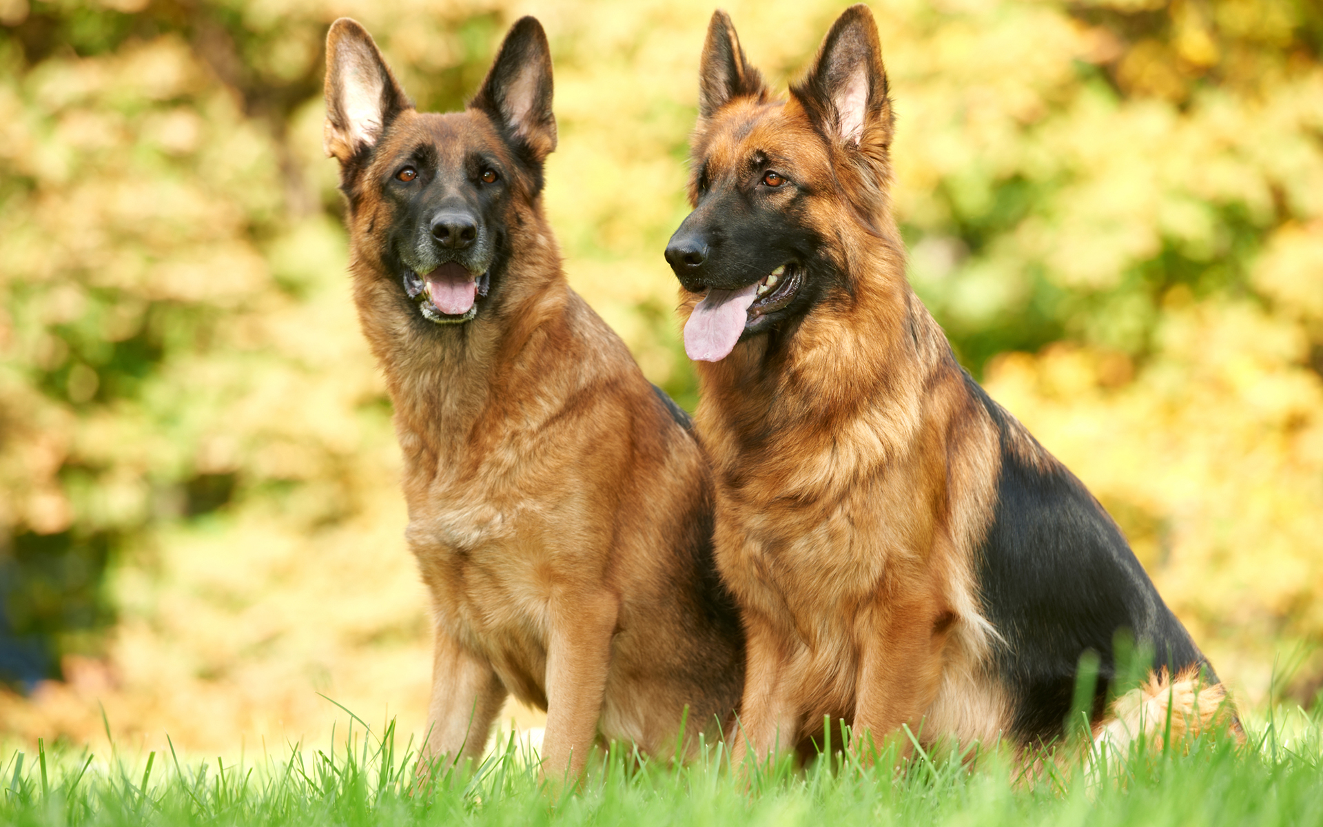 Téléchargez des papiers peints mobile Berger Allemand, Chiens, Chien, Animaux gratuitement.