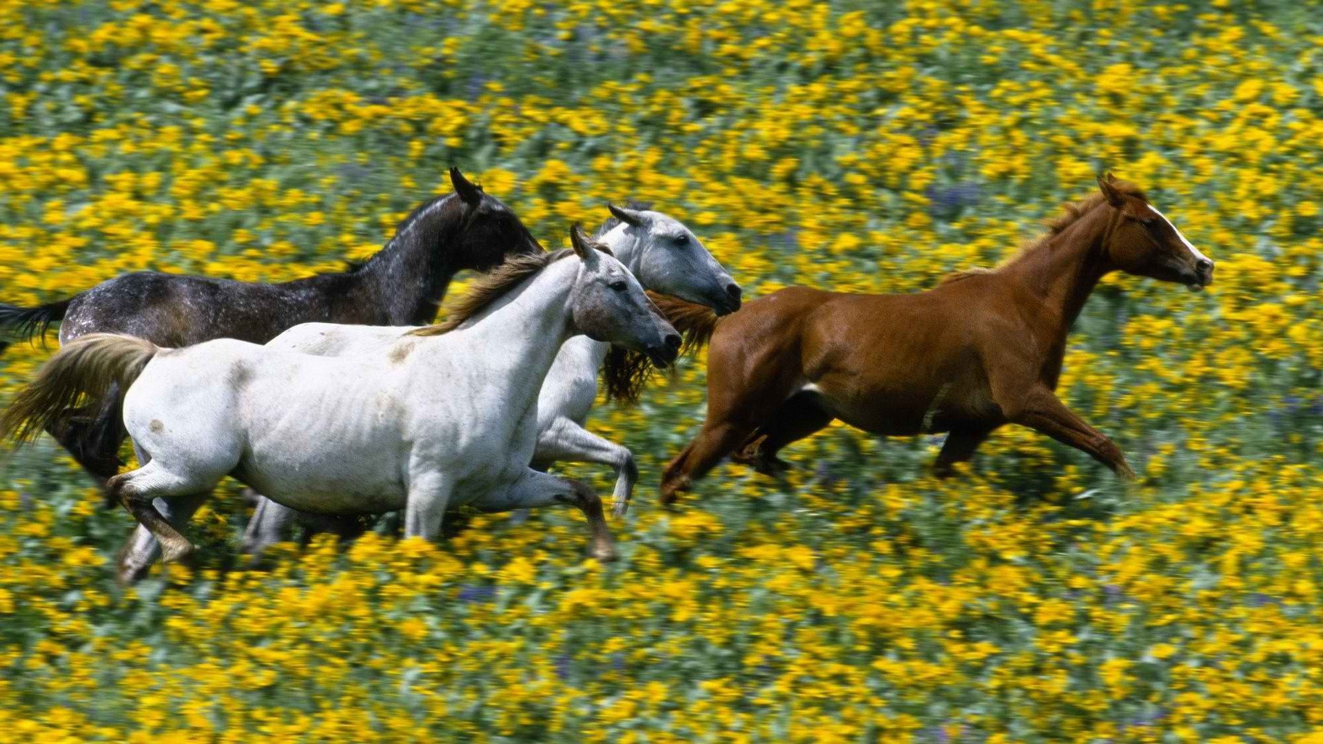 139316壁紙のダウンロード動物, 草, 馬, 逃げる, 走る-スクリーンセーバーと写真を無料で