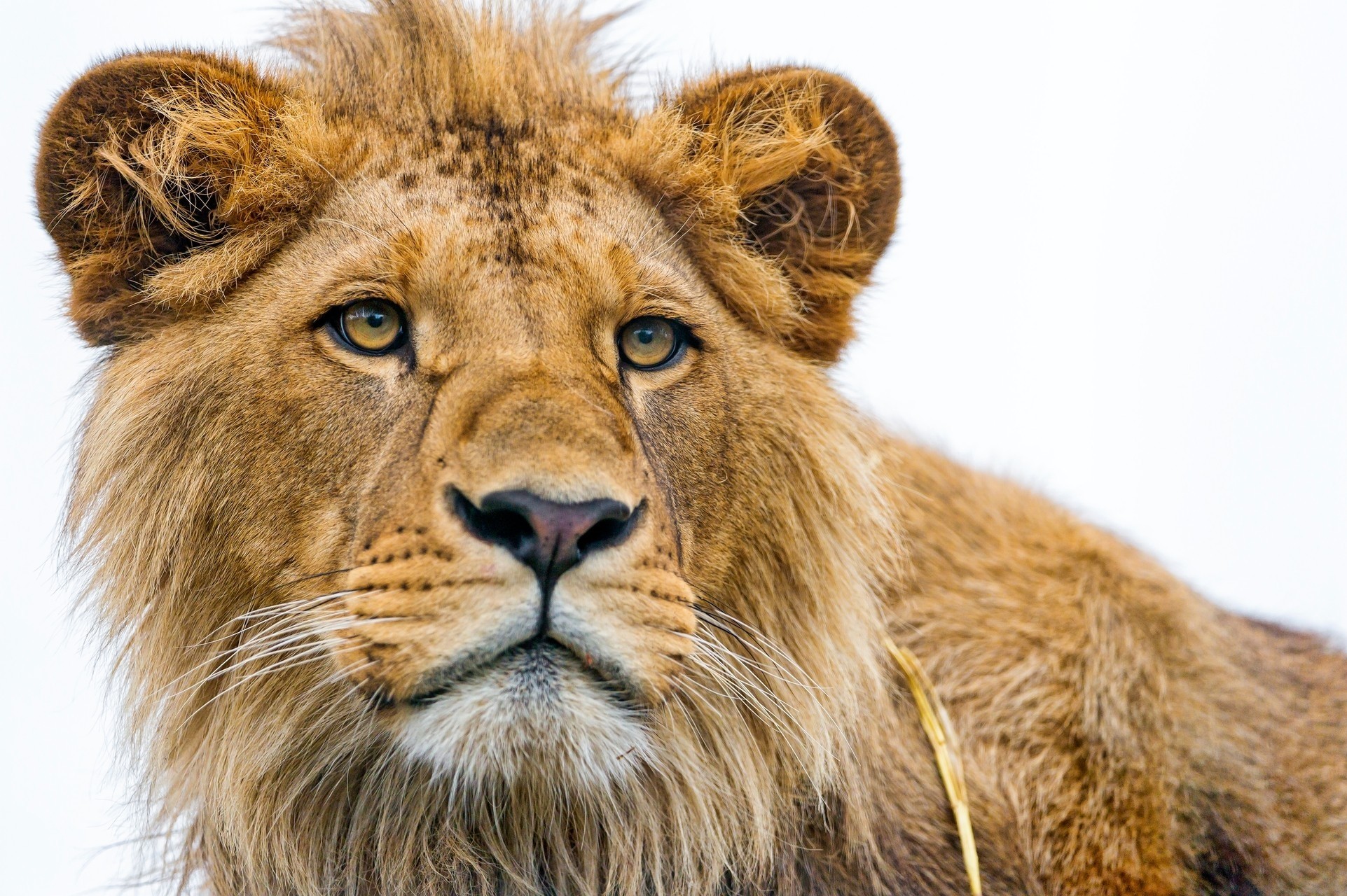 lion, muzzle, animals, young, predator, sight, opinion