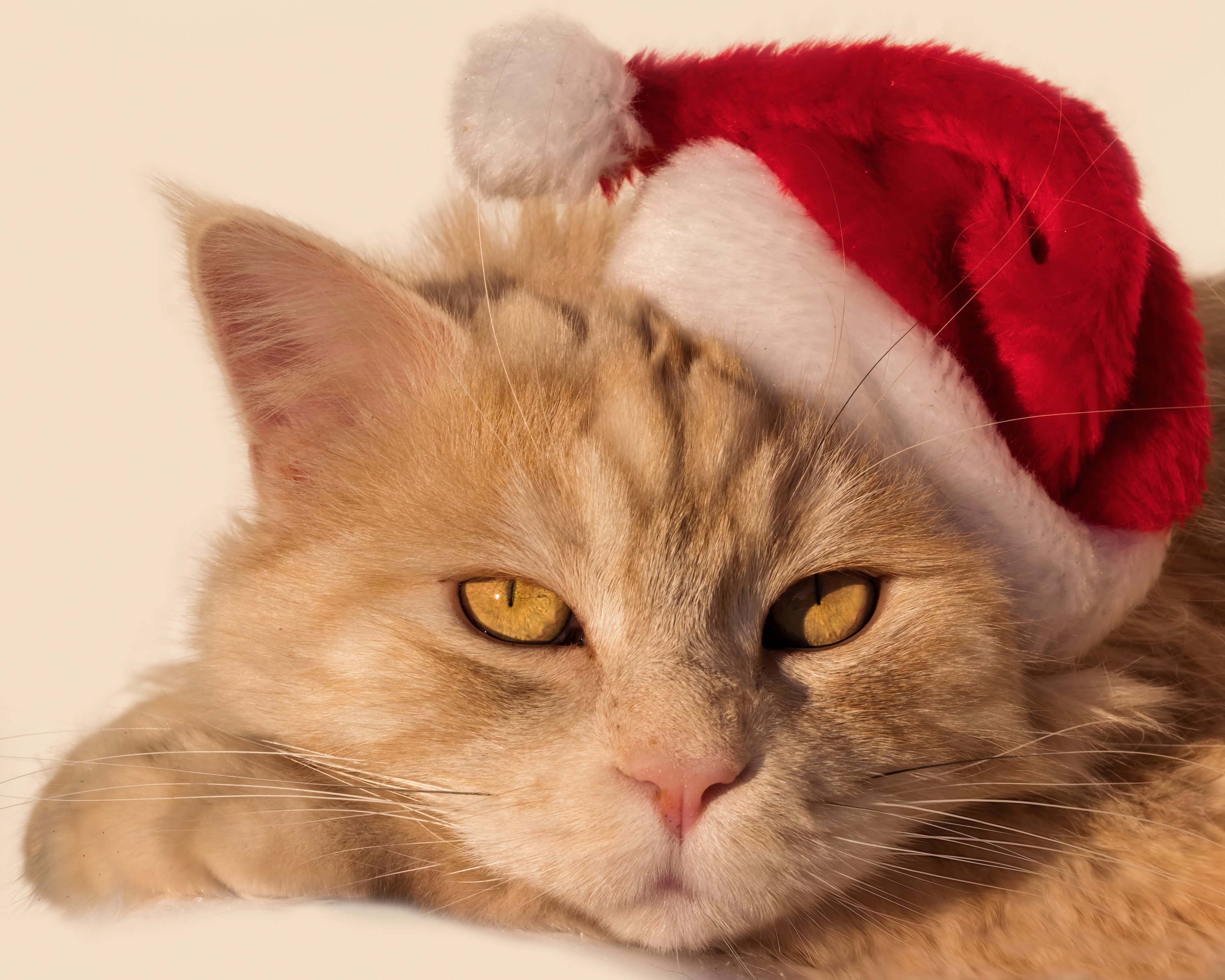 Laden Sie das Tiere, Katzen, Katze, Weihnachtsmütze, Starren-Bild kostenlos auf Ihren PC-Desktop herunter