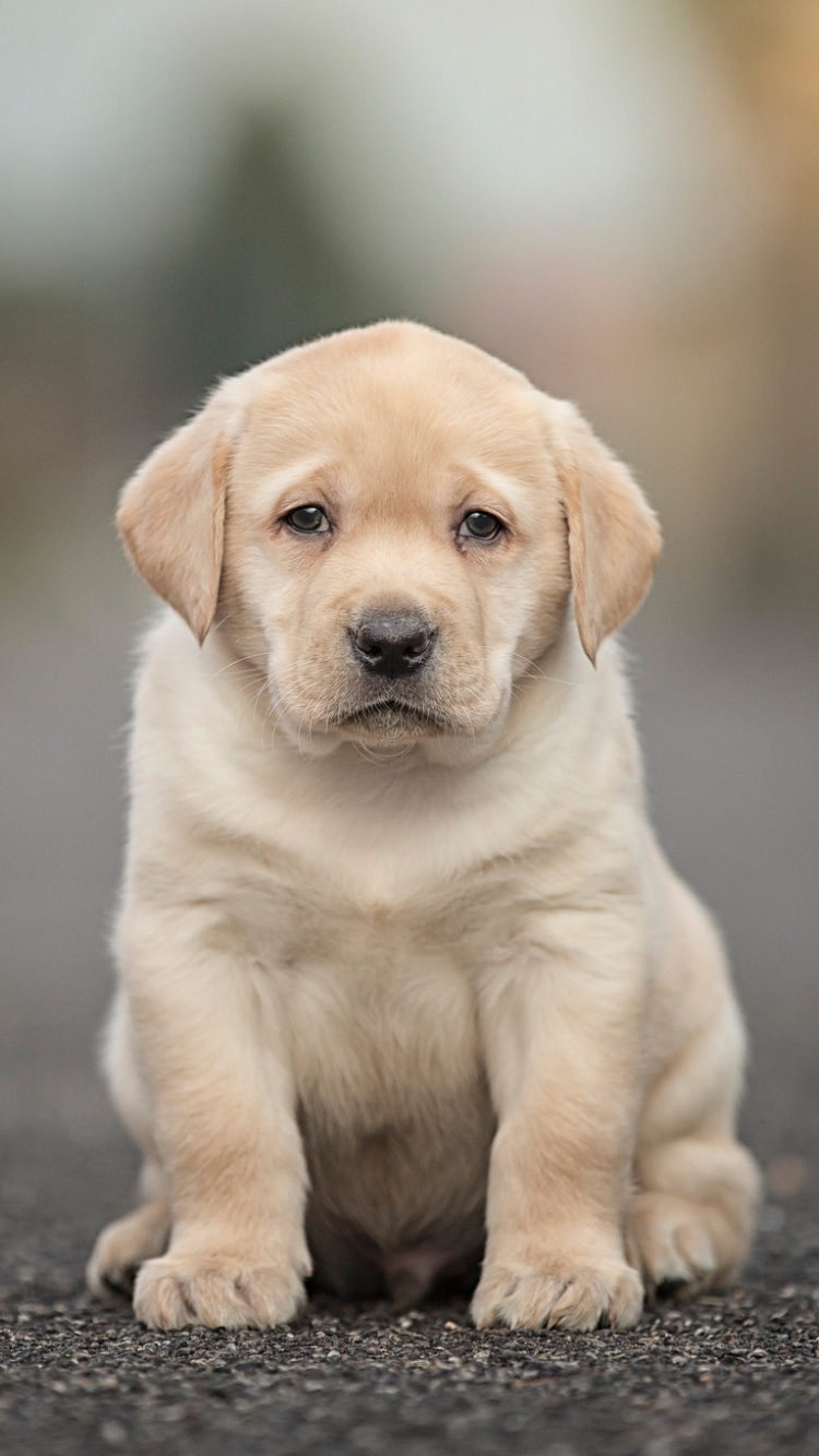 無料モバイル壁紙動物, 犬, 子犬, ラブラドール・レトリバー, 赤ちゃん動物, 被写界深度をダウンロードします。