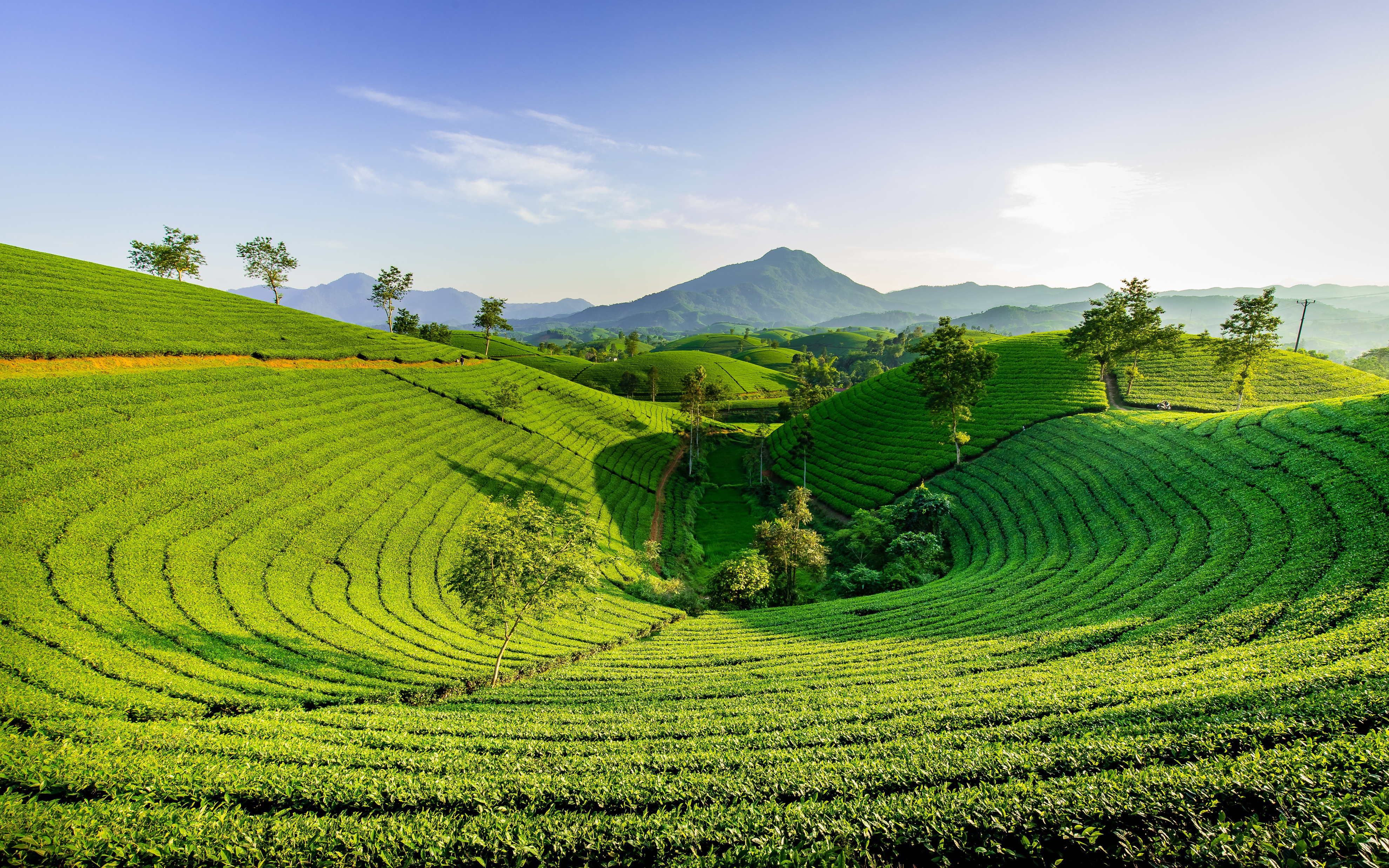 1044282 скачать картинку чайная плантация, зелень, сделано человеком - обои и заставки бесплатно