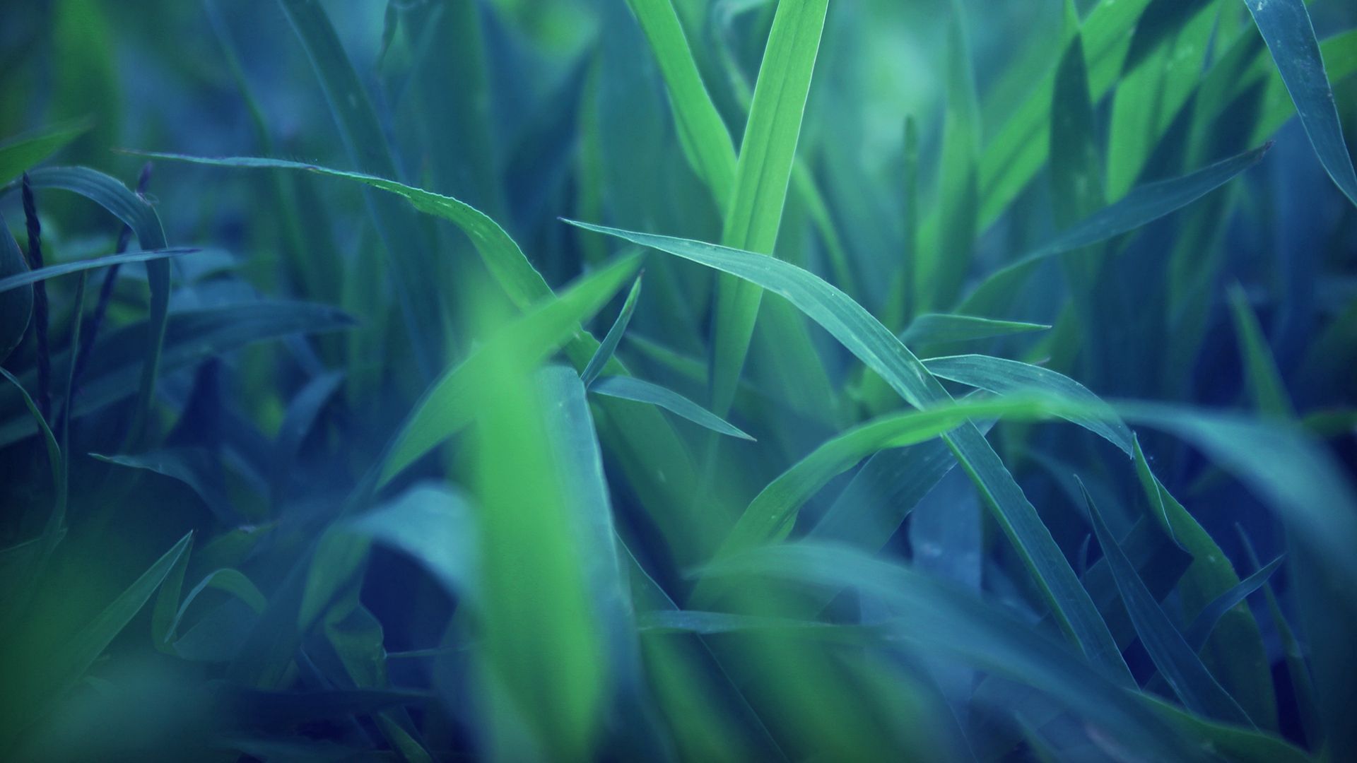 Download mobile wallpaper Grass, Macro, Greens for free.