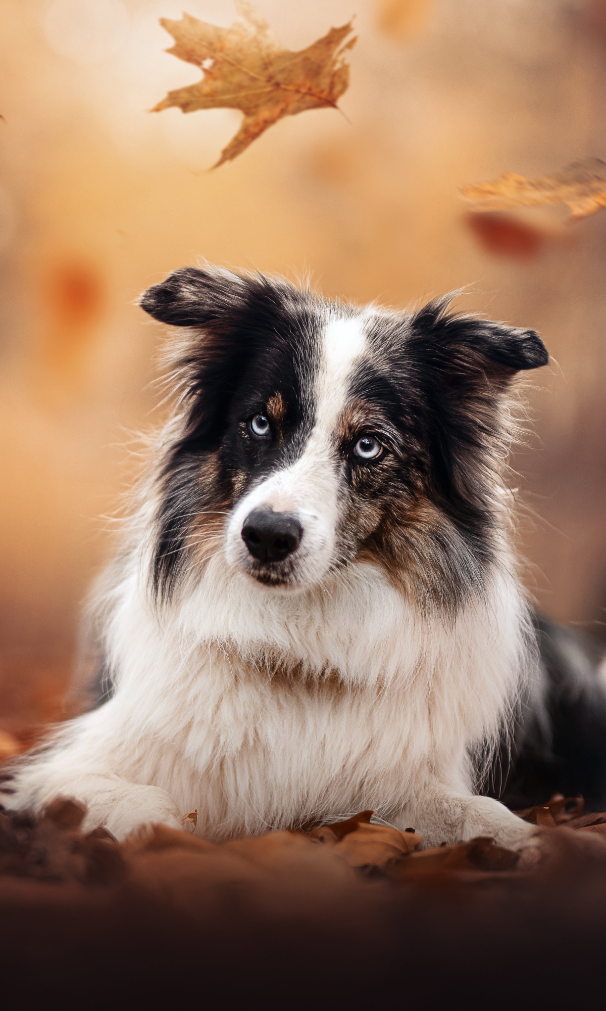 Handy-Wallpaper Tiere, Hunde, Hund, Border Collie kostenlos herunterladen.