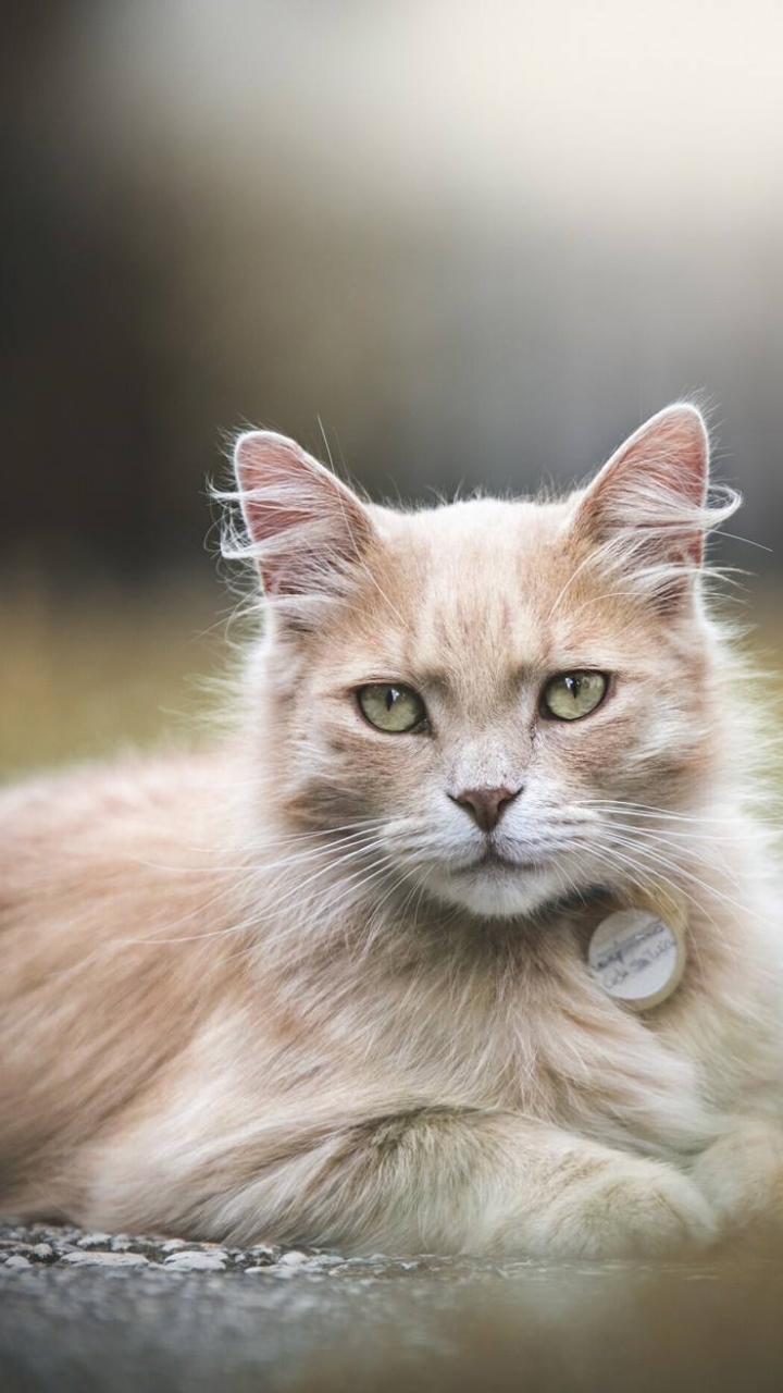 1145828 économiseurs d'écran et fonds d'écran Chats sur votre téléphone. Téléchargez  images gratuitement