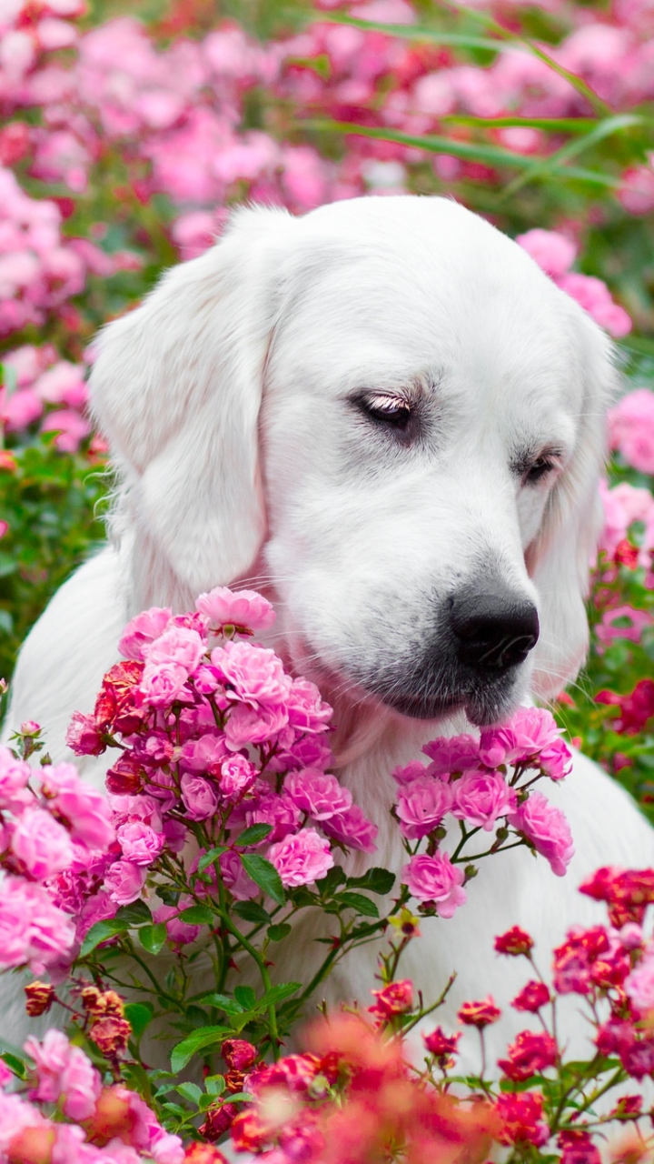 Download mobile wallpaper Dogs, Flower, Rose, Dog, Animal, Golden Retriever, Pink Flower for free.