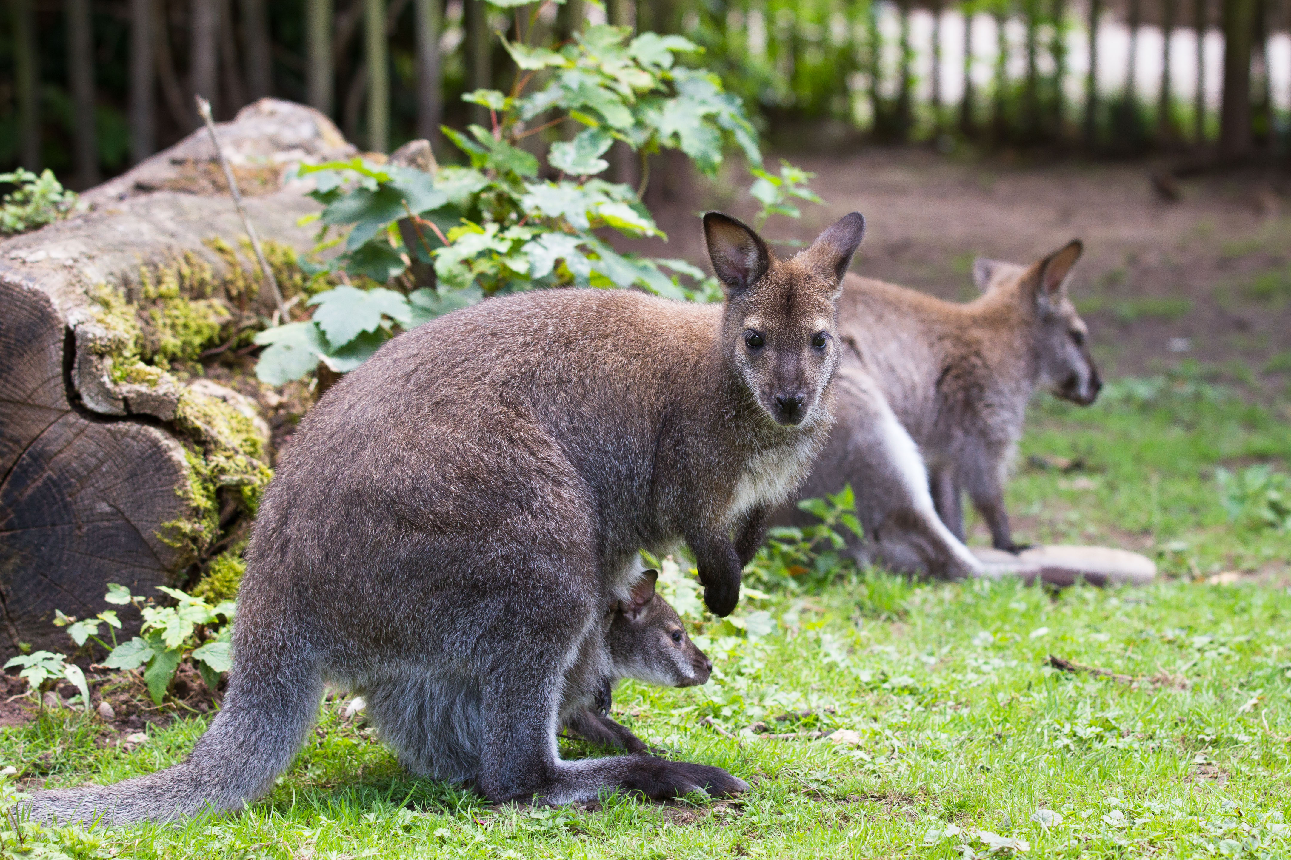 Download mobile wallpaper Kangaroo, Animal, Wallaby for free.