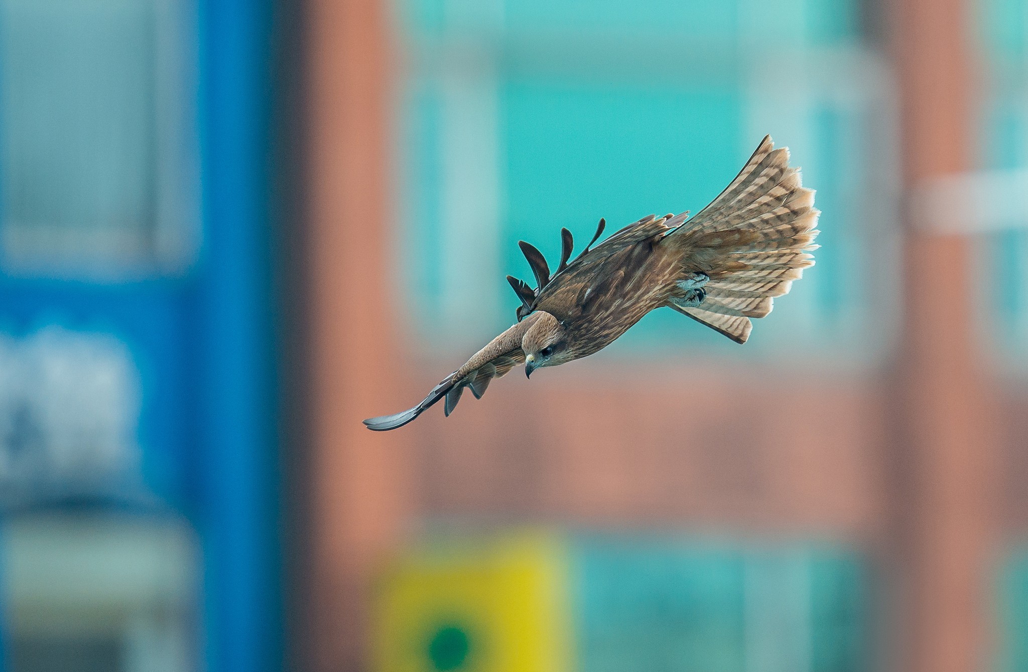 Download mobile wallpaper Flight, Falcon, Birds, Animal for free.