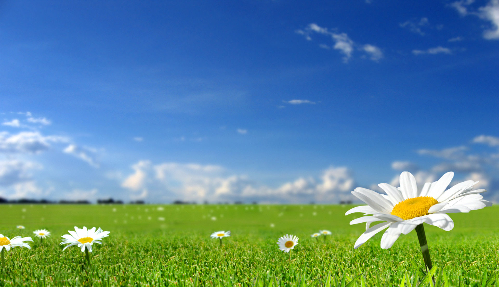 Téléchargez gratuitement l'image Fleurs, Fleur, Terre/nature sur le bureau de votre PC