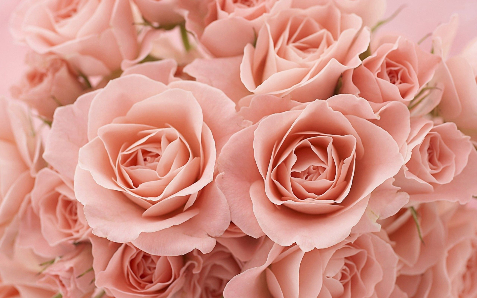 Download mobile wallpaper Nature, Flowers, Flower, Rose, Close Up, Earth, Pink Rose for free.