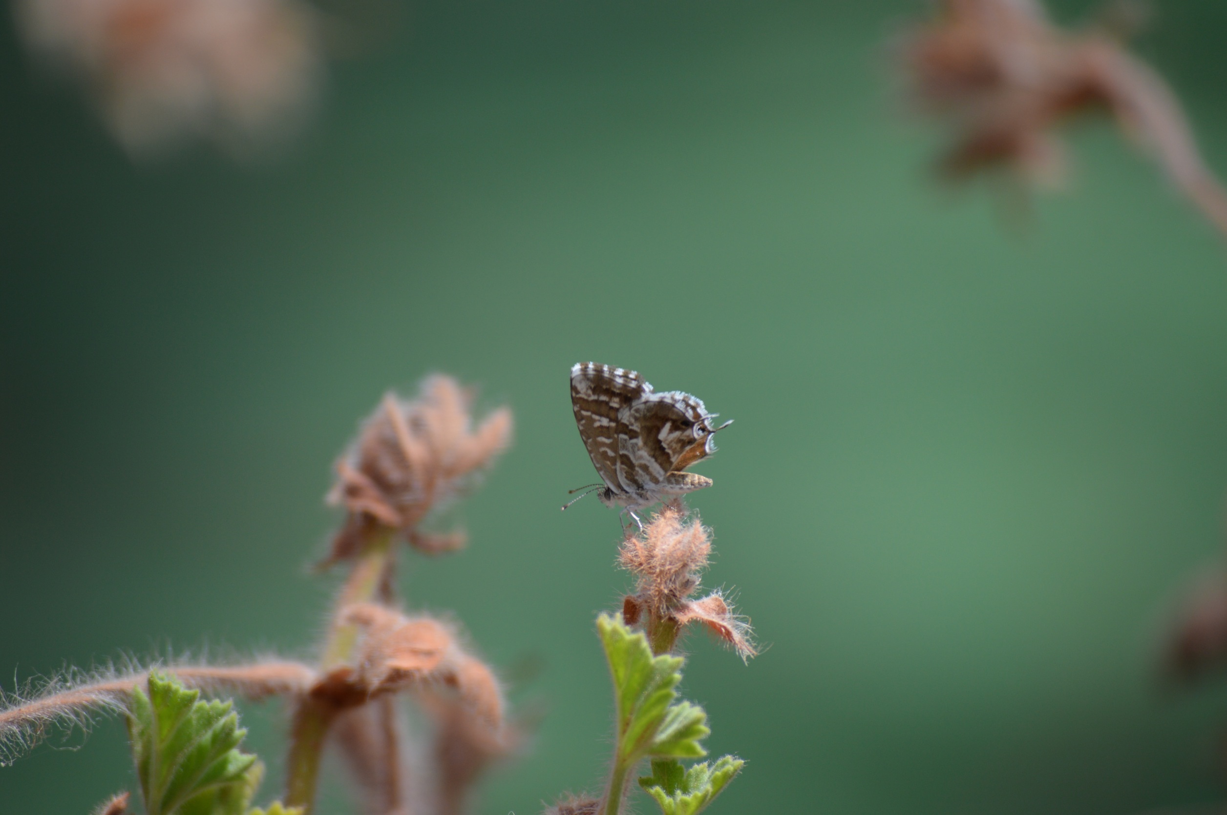 insect, plant, macro, close up, butterfly download HD wallpaper