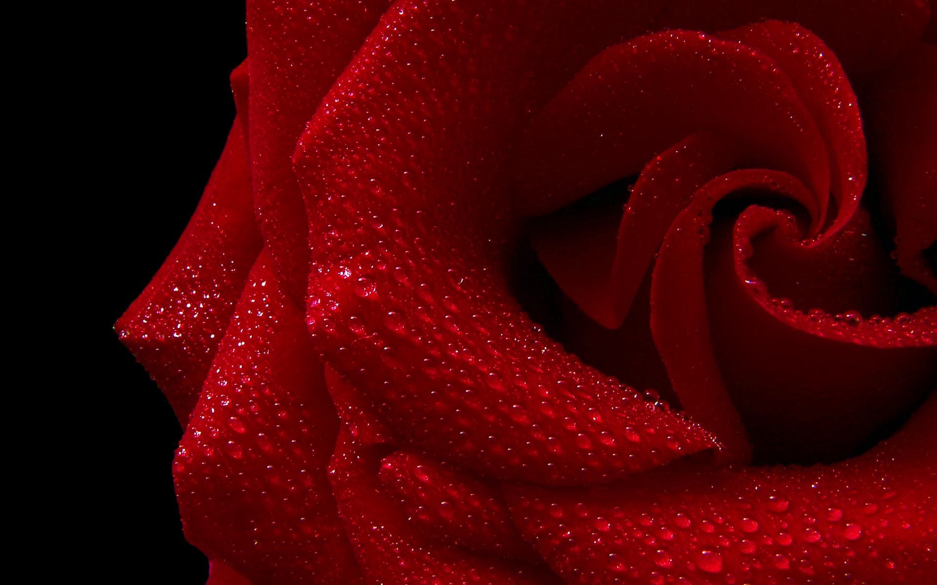 rose flower, background, drops, macro, rose, petals