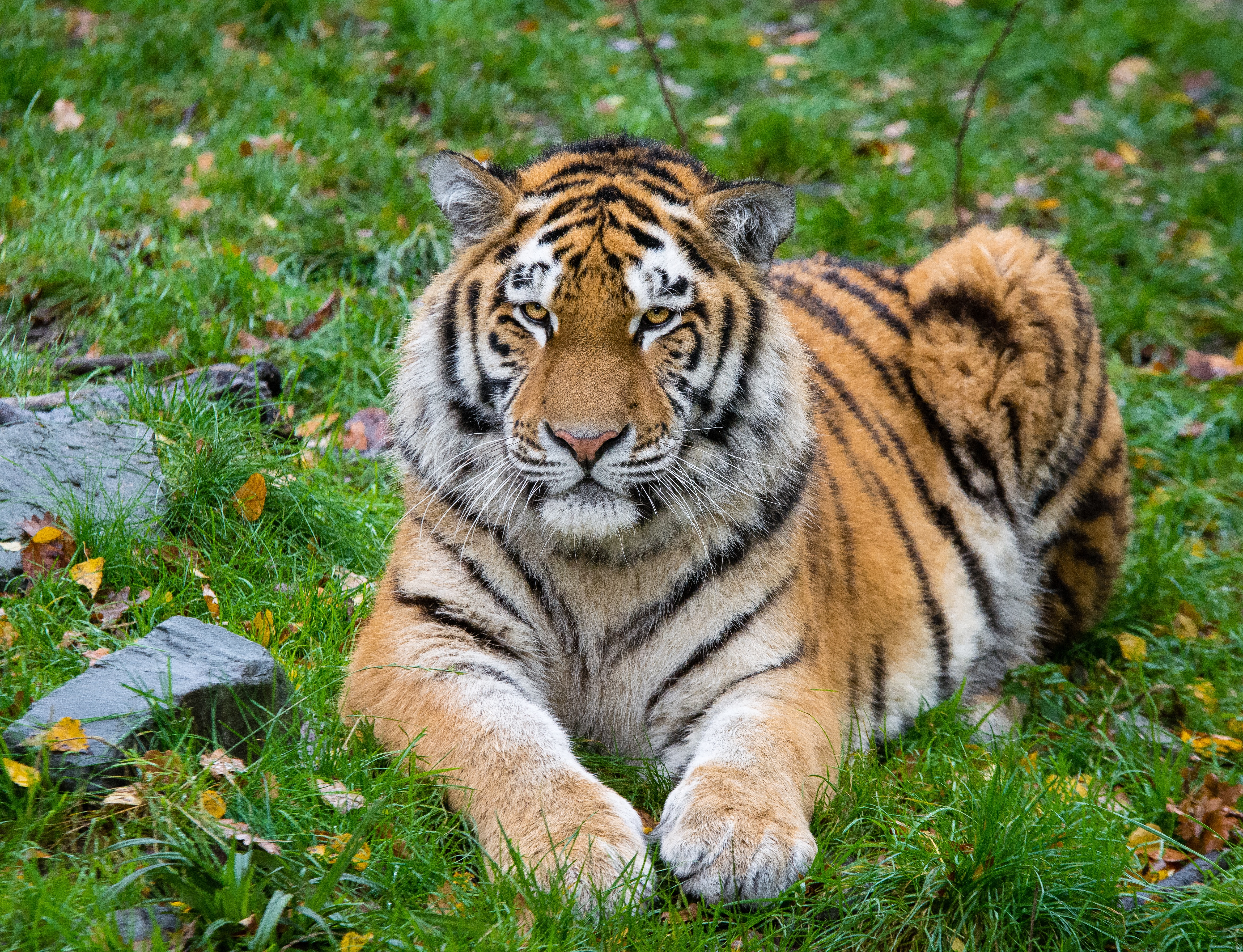 69947 descargar fondo de pantalla tigre, tigre siberiano, animales, mentiras, depredador, gato grande, tigre de amur: protectores de pantalla e imágenes gratis