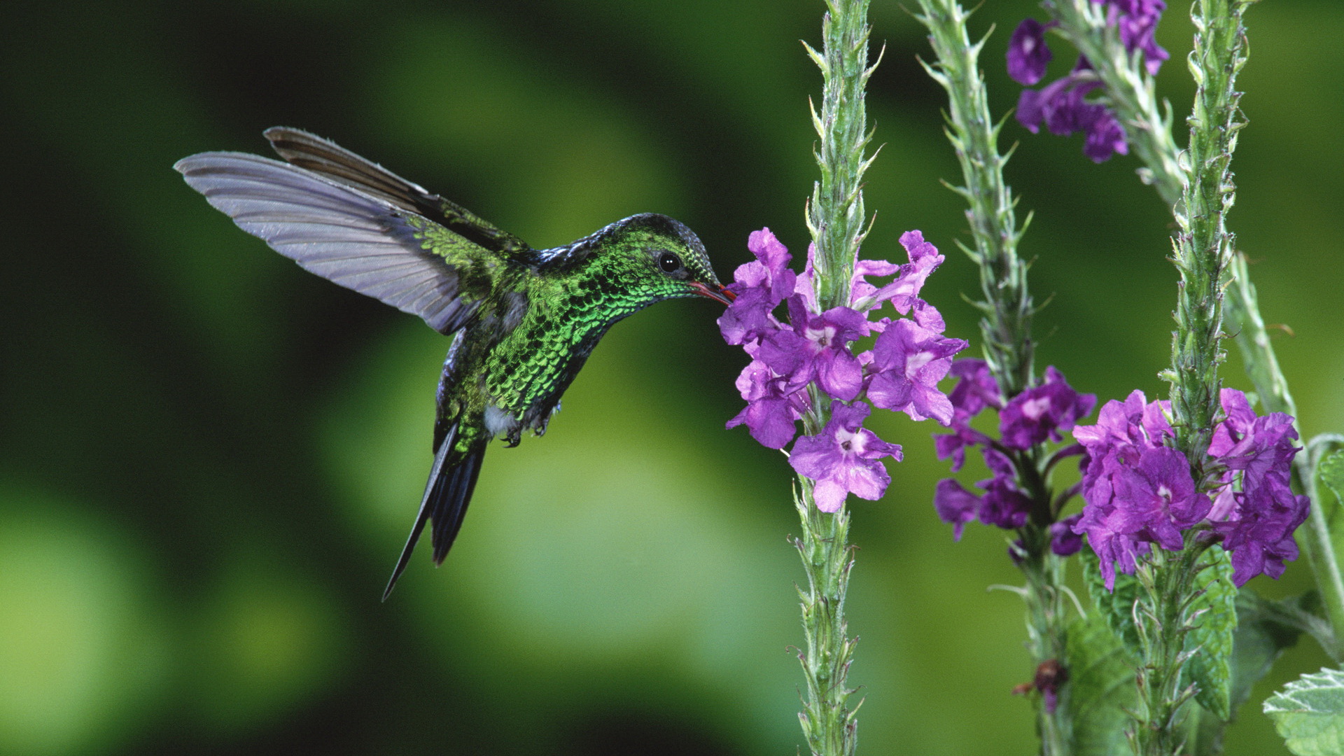 Téléchargez des papiers peints mobile Animaux, Colibri gratuitement.