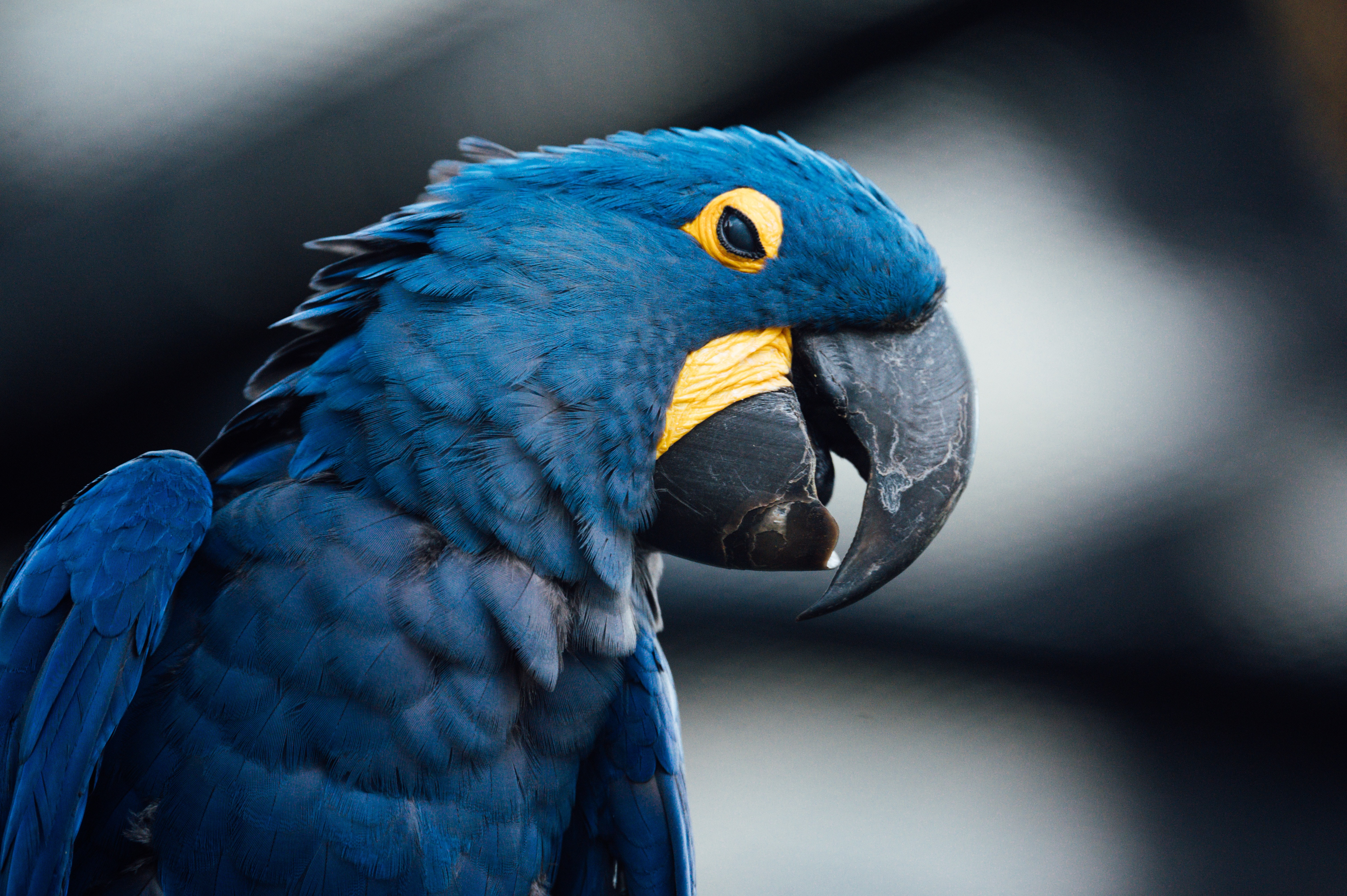 504851 baixar papel de parede animais, arara azul, pássaro, aves - protetores de tela e imagens gratuitamente