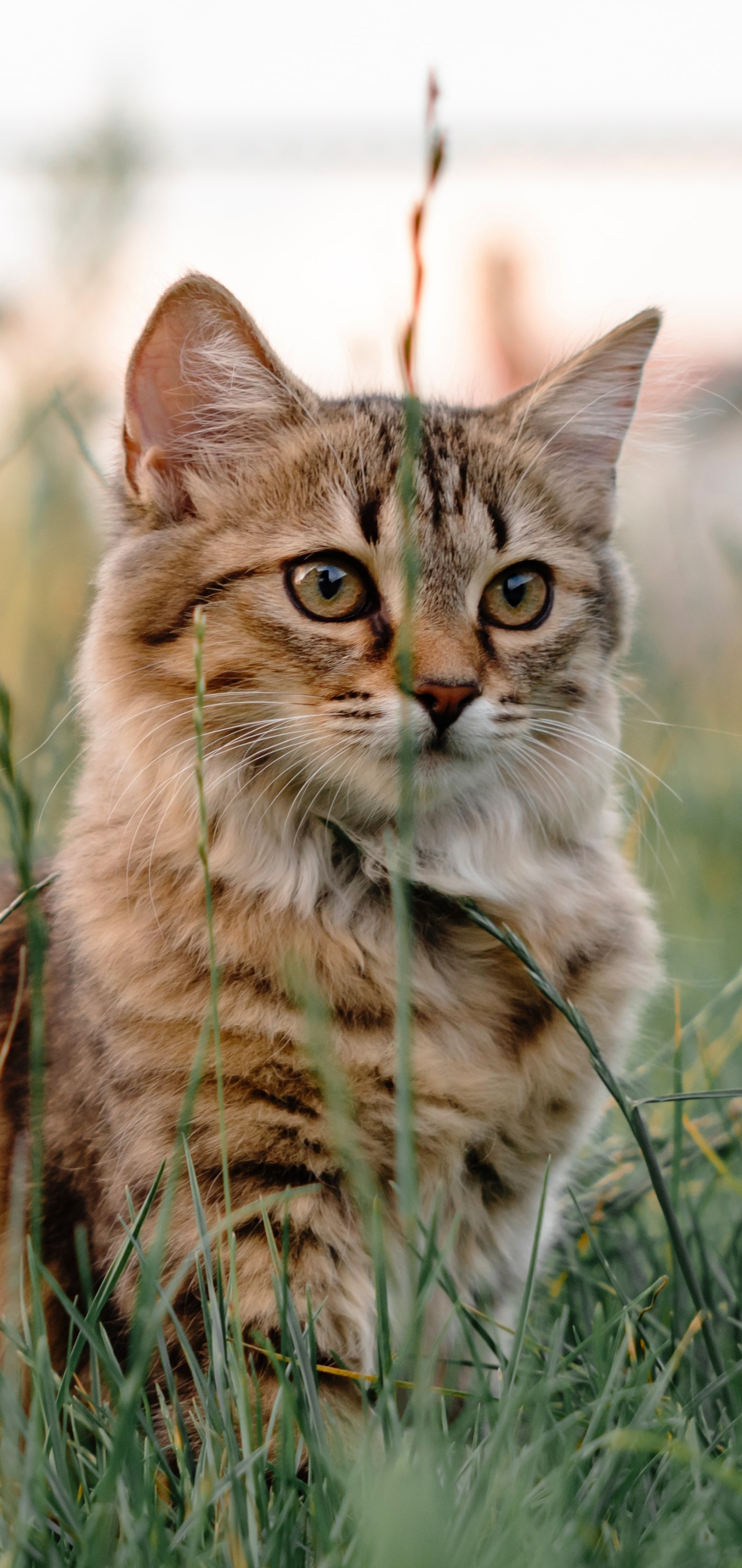 Download mobile wallpaper Cats, Cat, Animal for free.