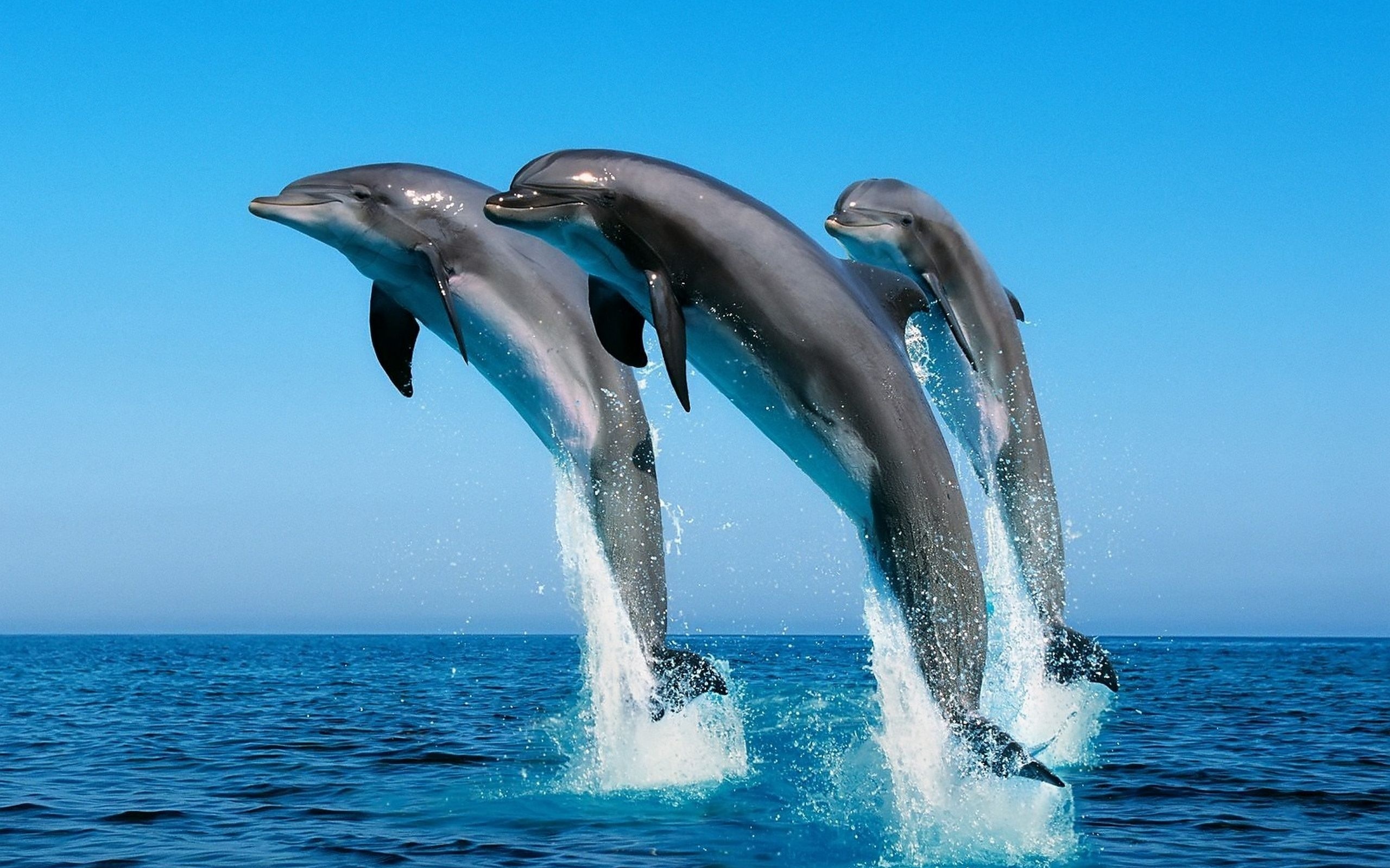 253958 Bild herunterladen delfin, tiere - Hintergrundbilder und Bildschirmschoner kostenlos