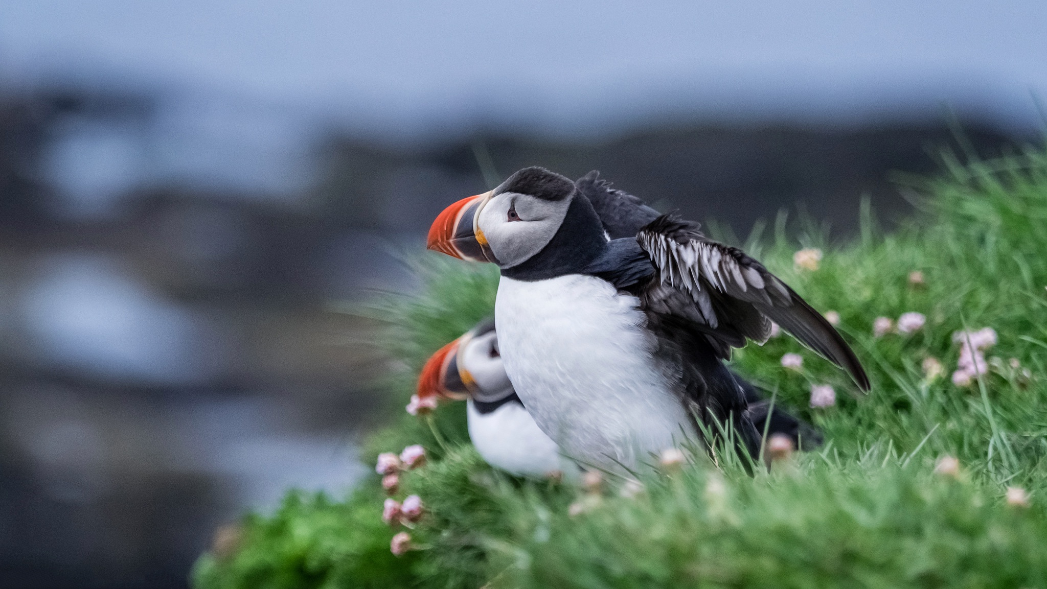 Download mobile wallpaper Birds, Bird, Animal, Puffin, Depth Of Field for free.
