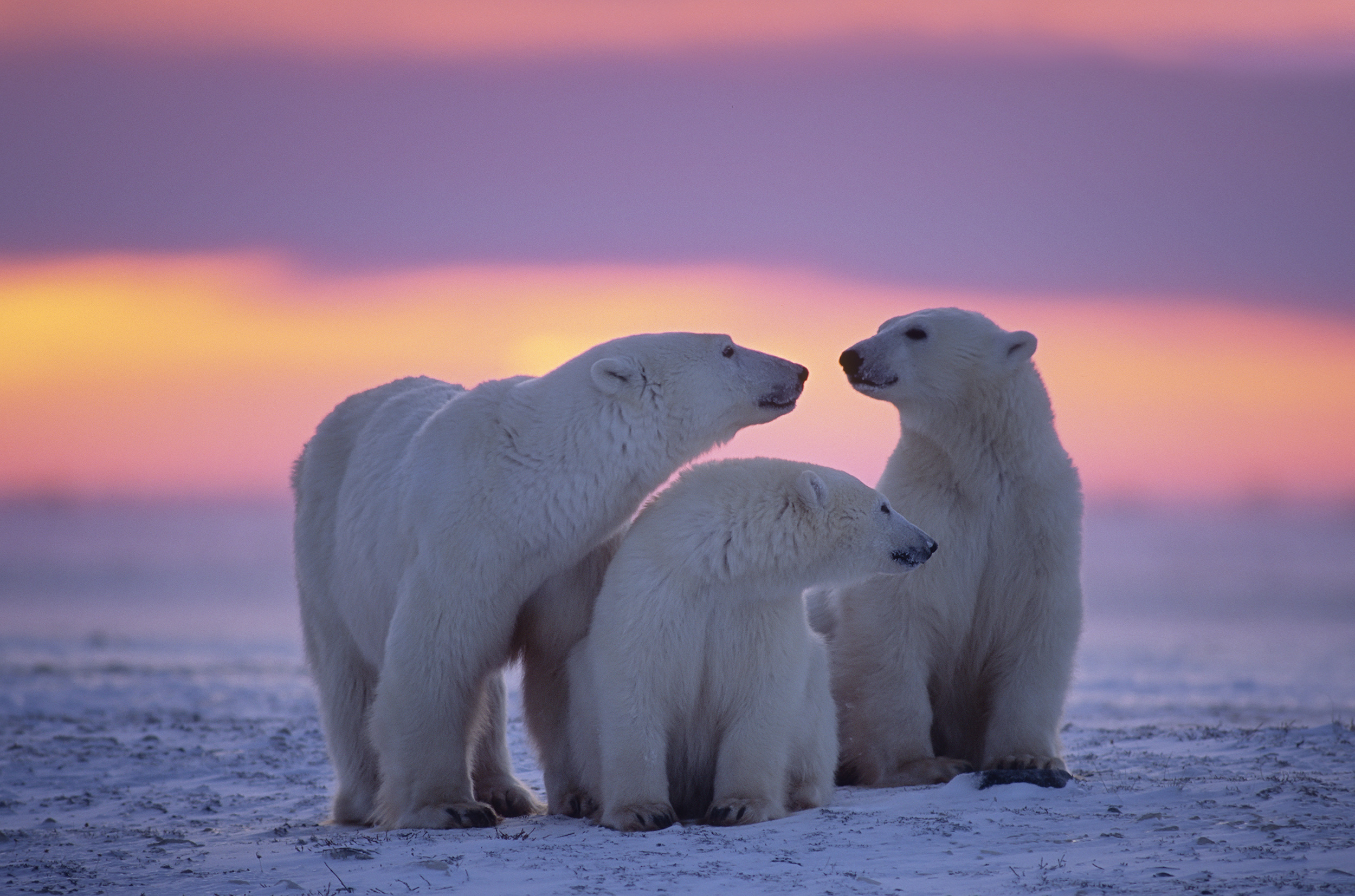Download mobile wallpaper Sunset, Snow, Bears, Animal, Polar Bear for free.