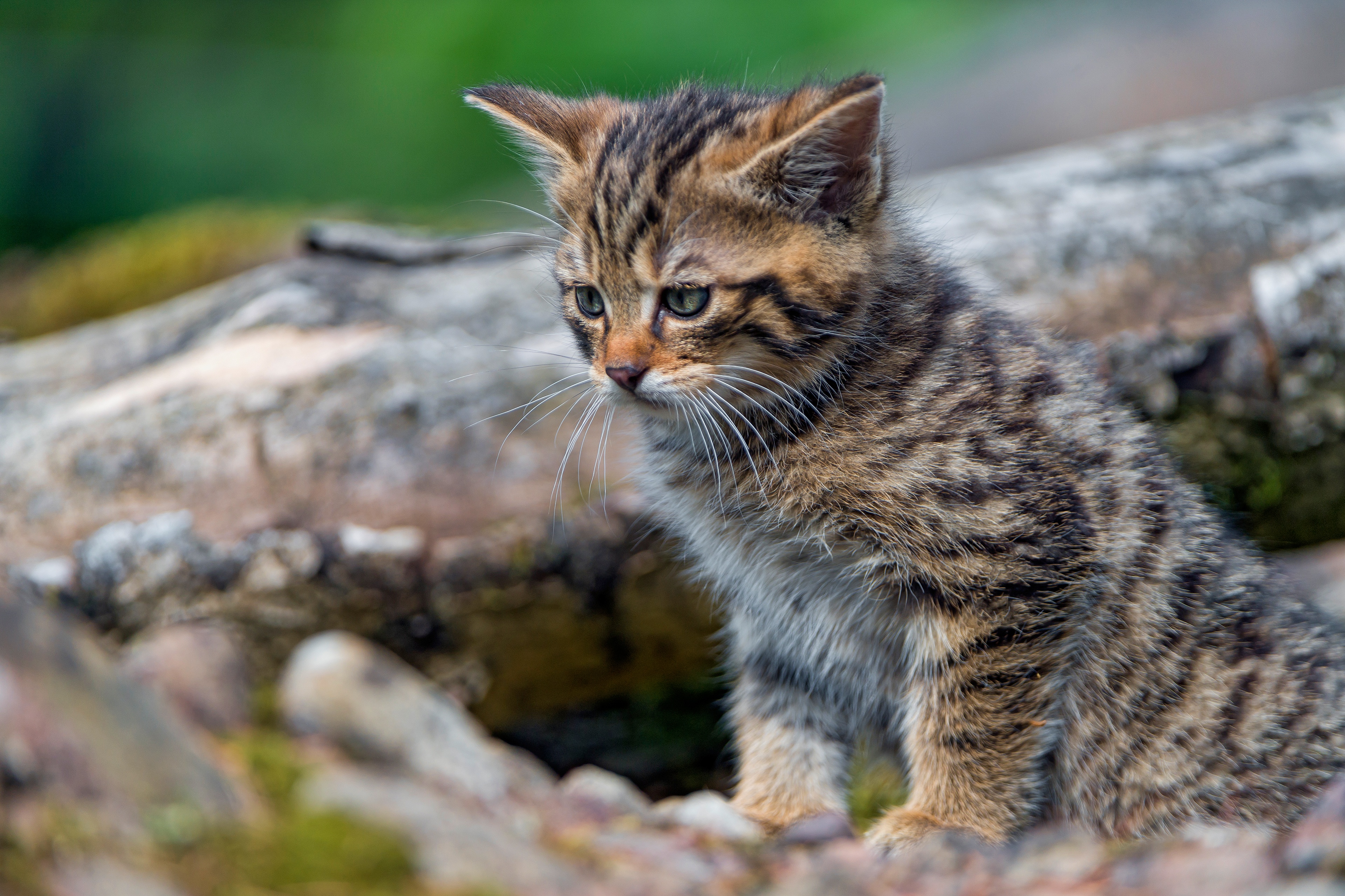 PCデスクトップに動物, ネコ, 猫画像を無料でダウンロード