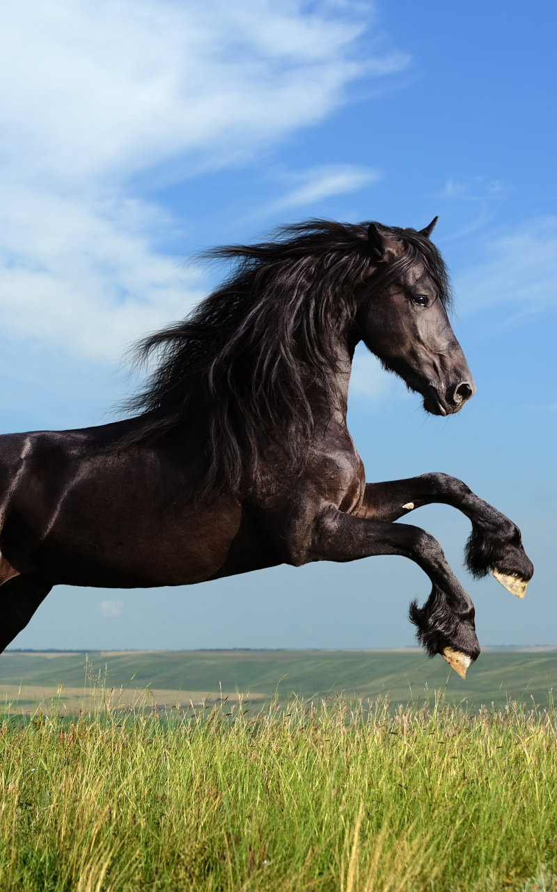 1315102 скачать обои фризская лошадь, животные, лошадь - заставки и картинки бесплатно