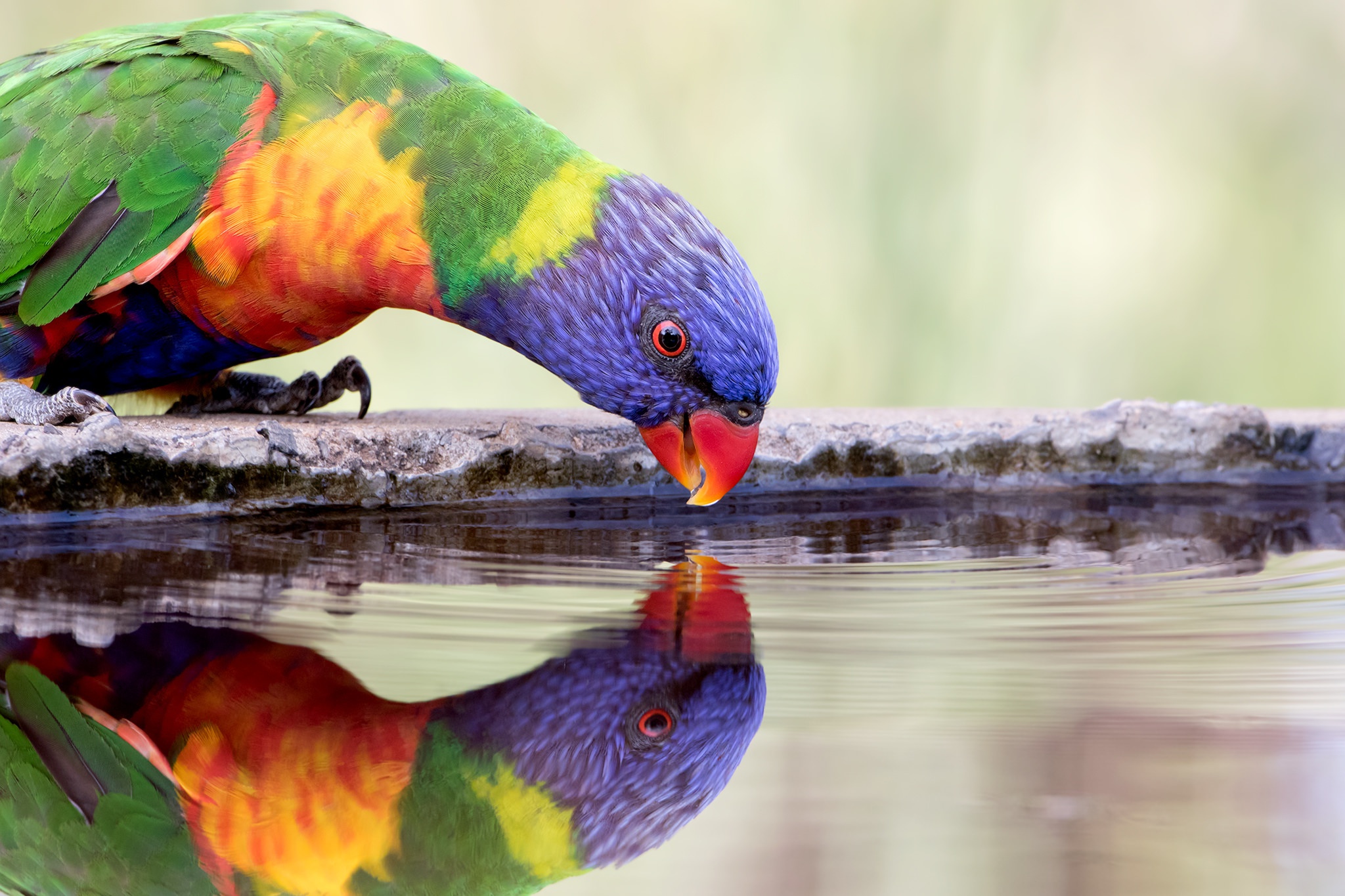 Download mobile wallpaper Birds, Water, Reflection, Bird, Animal, Parrot, Rainbow Lorikeet for free.