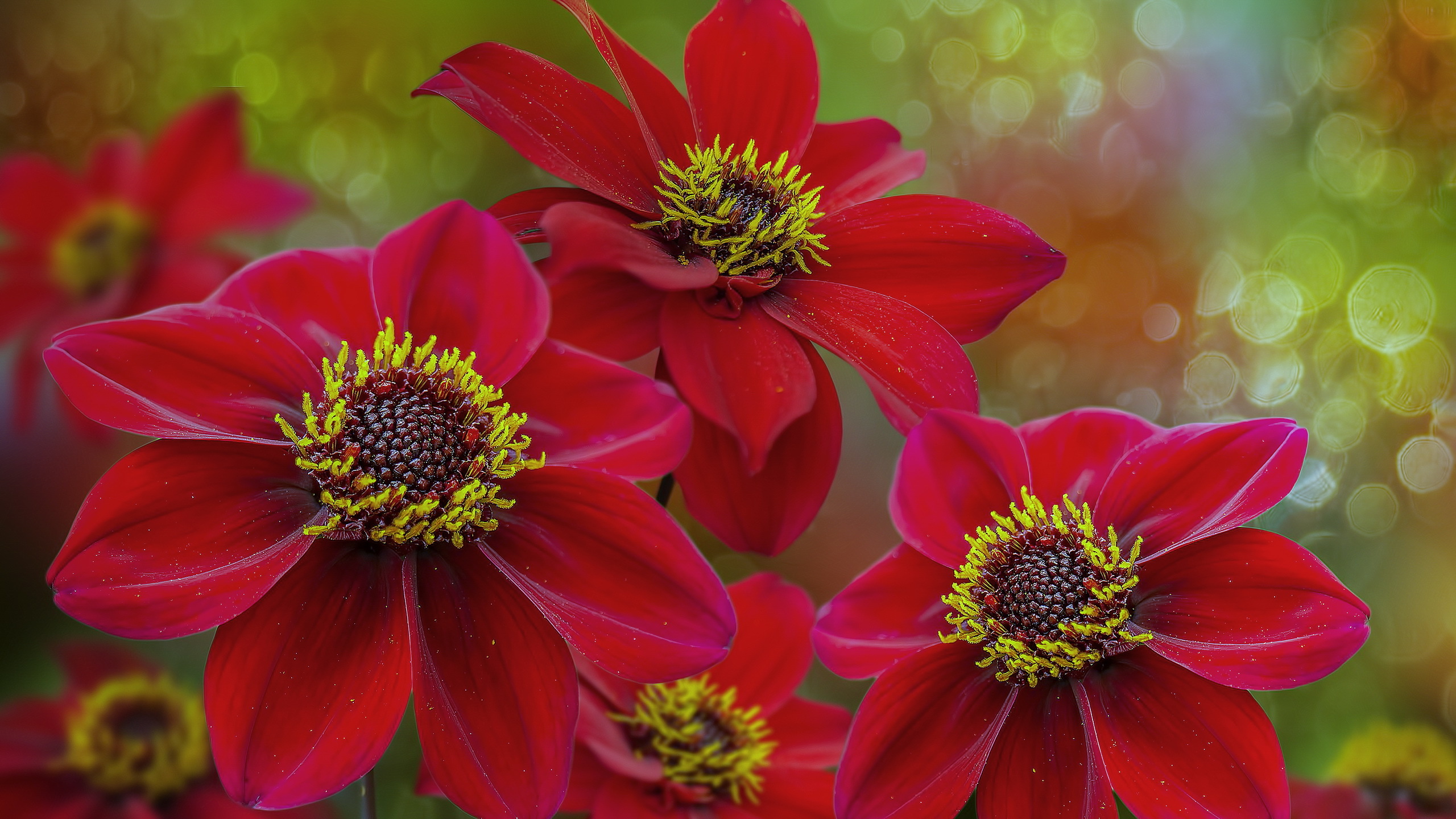 Baixe gratuitamente a imagem Flores, Flor, Bokeh, Dália, Flor Vermelha, Terra/natureza na área de trabalho do seu PC
