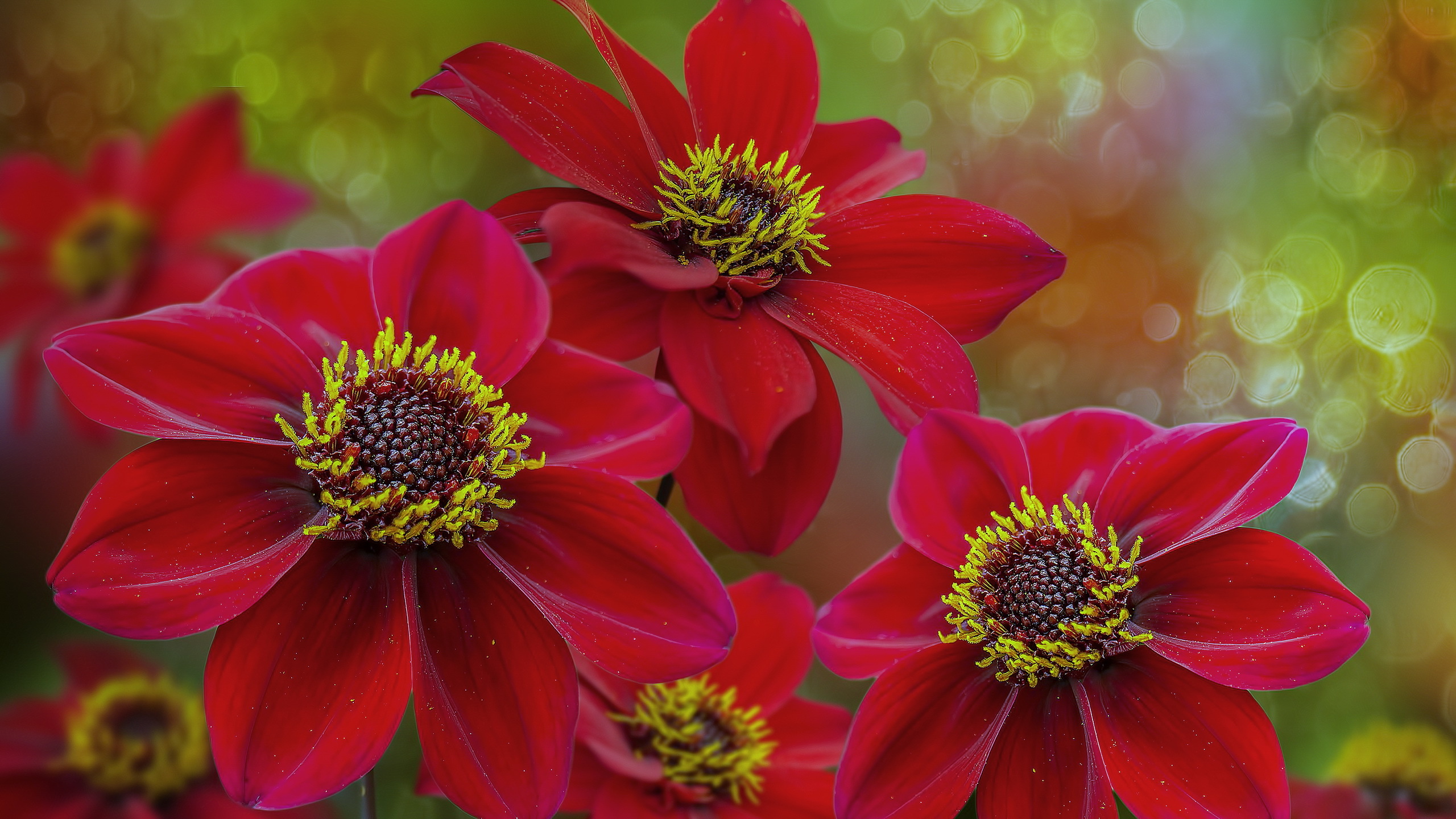 Download mobile wallpaper Flowers, Flower, Earth, Bokeh, Dahlia, Red Flower for free.