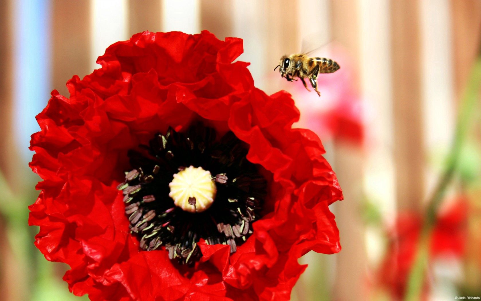 Free download wallpaper Flower, Macro, Bee, Poppy on your PC desktop