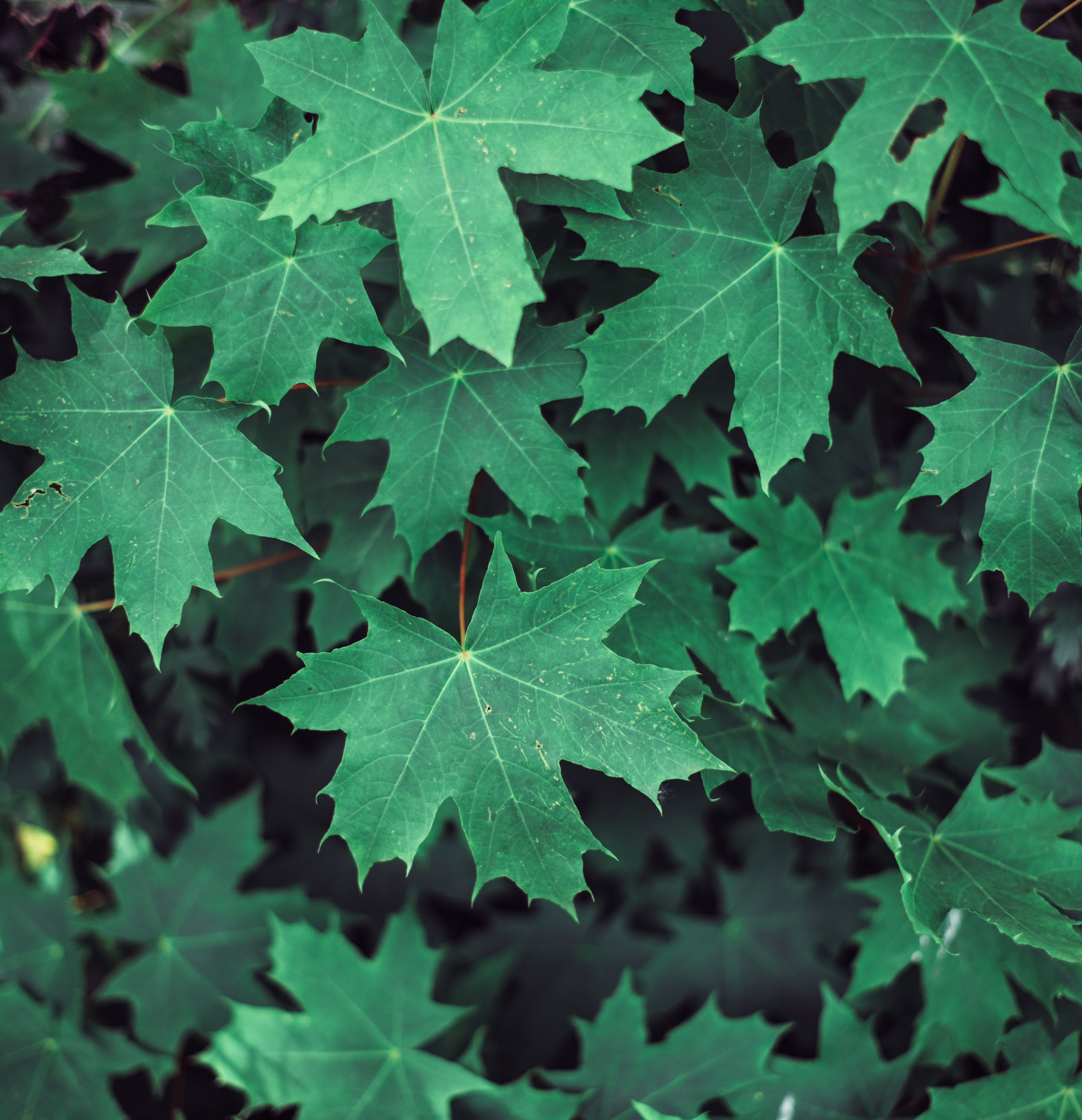 Laden Sie das Natur, Geäst, Zweige, Ahorn, Blätter-Bild kostenlos auf Ihren PC-Desktop herunter