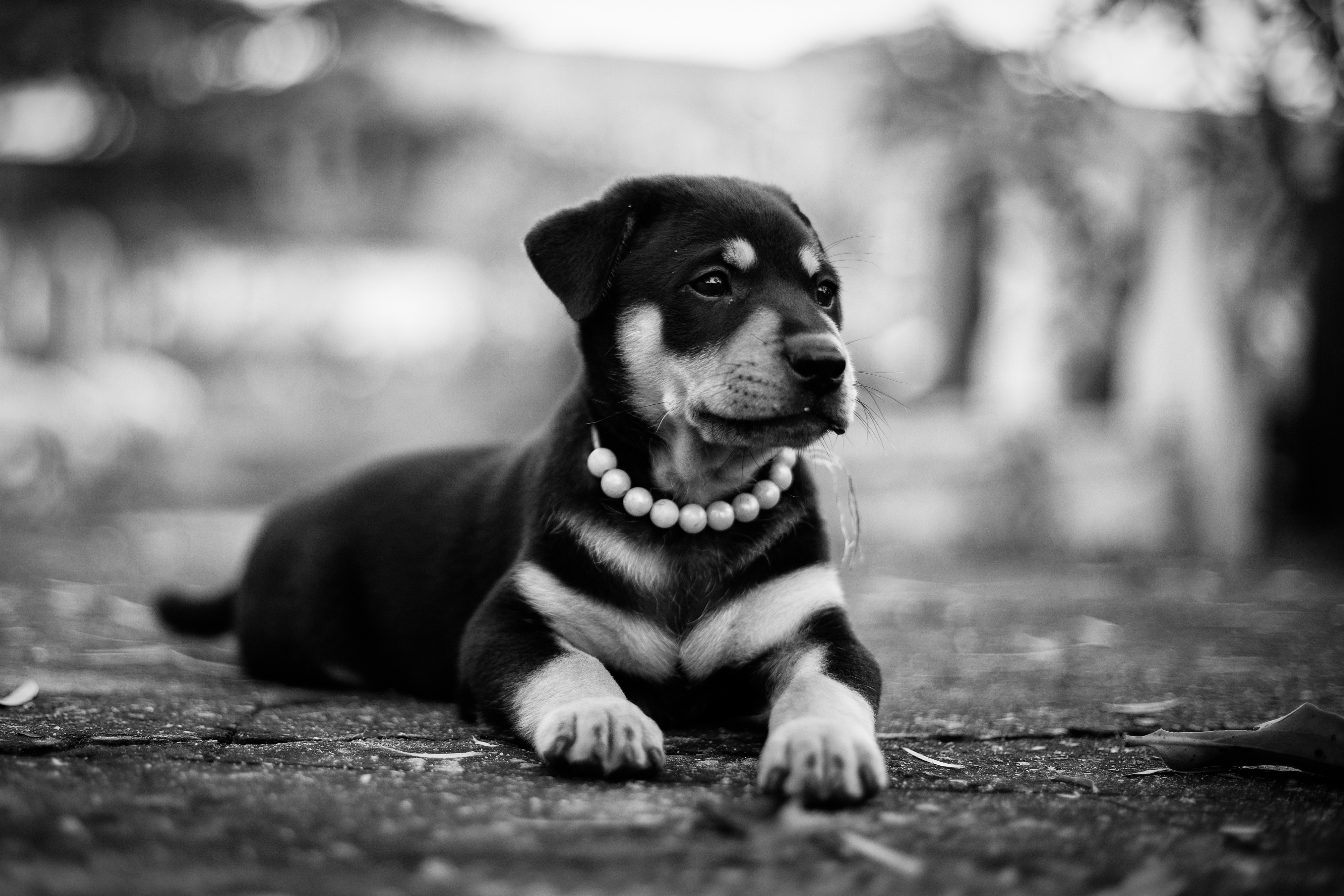 Download mobile wallpaper Lies, Collar, Dog, Chb, Animals, Puppy, Bw for free.