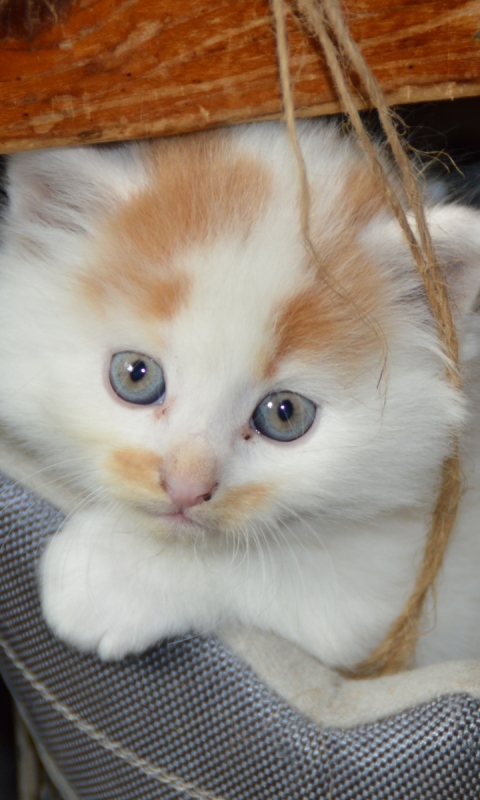 Baixar papel de parede para celular de Animais, Gatos, Gato, Gatinho gratuito.