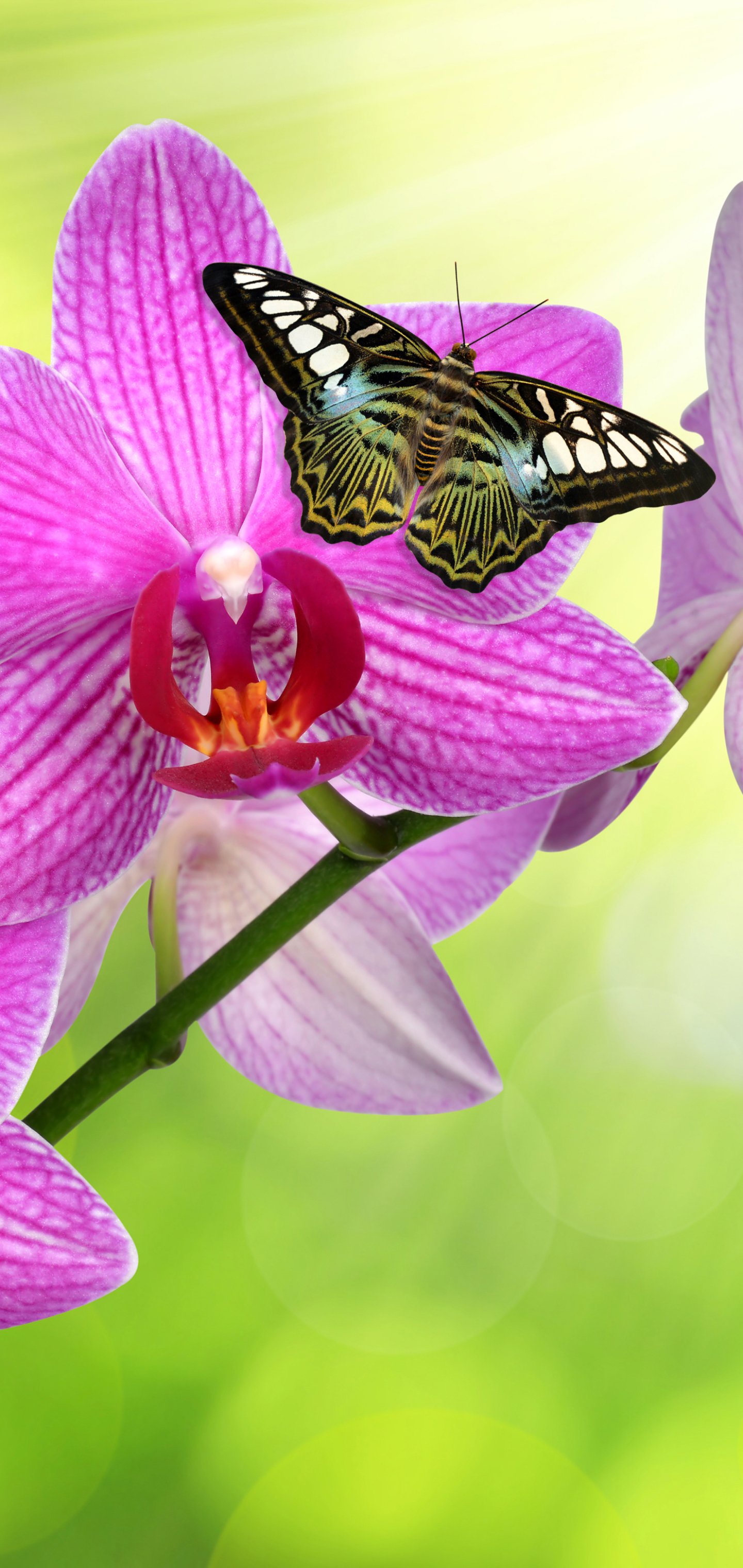 Descarga gratuita de fondo de pantalla para móvil de Animales, Flor, Flor Rosa, Mariposa, Orquídea.