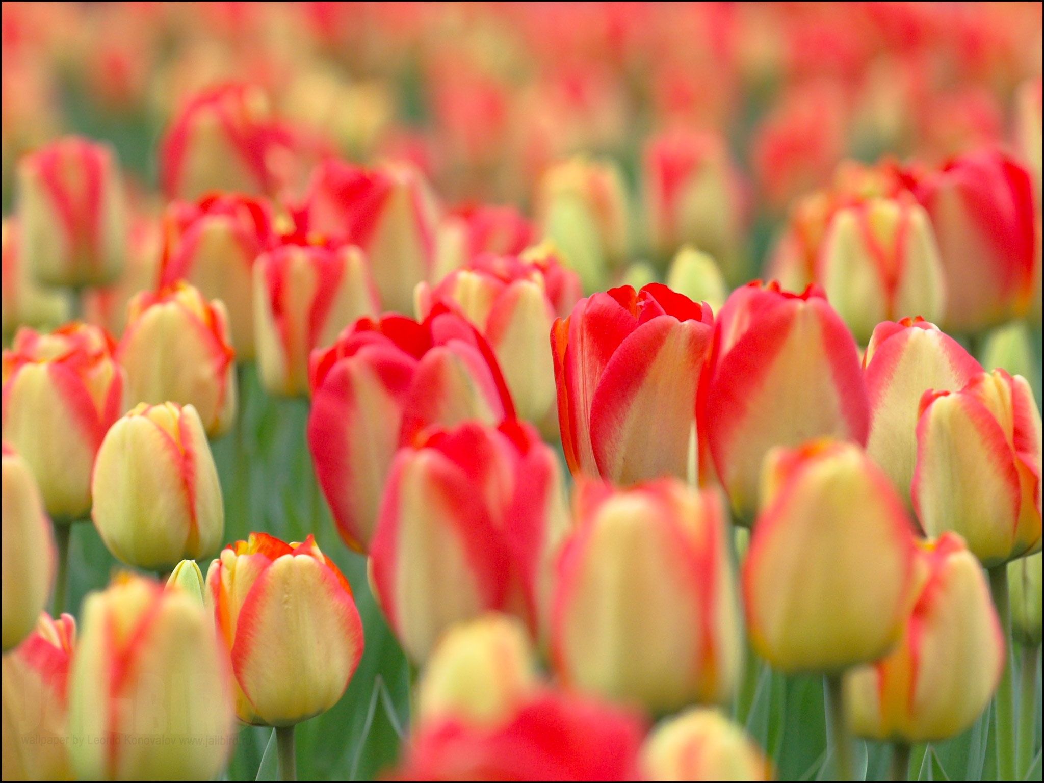 Descarga gratuita de fondo de pantalla para móvil de Flores, Campo, Naturaleza, Tulipanes.