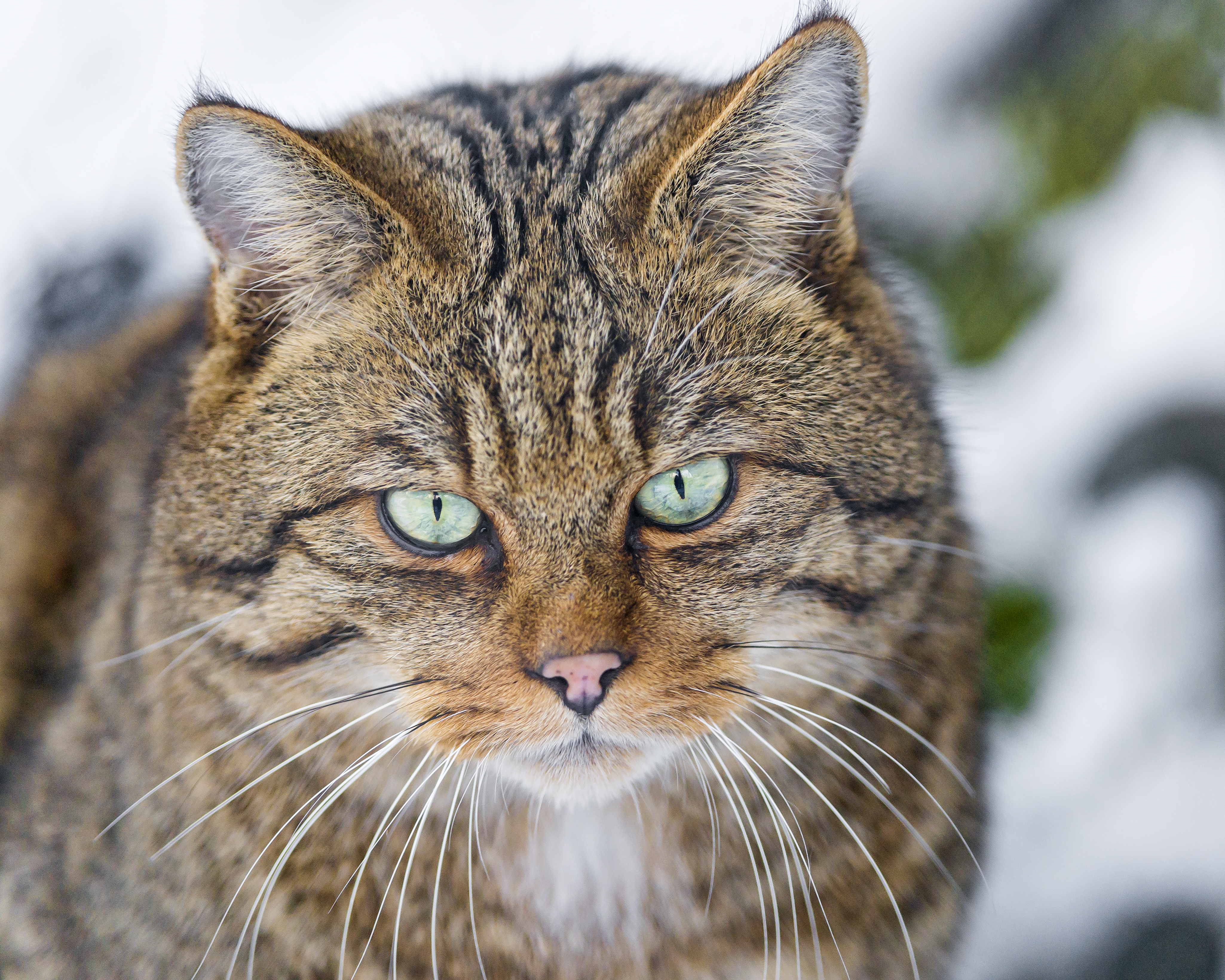 PCデスクトップに動物, ネコ, 猫, 閉じる画像を無料でダウンロード