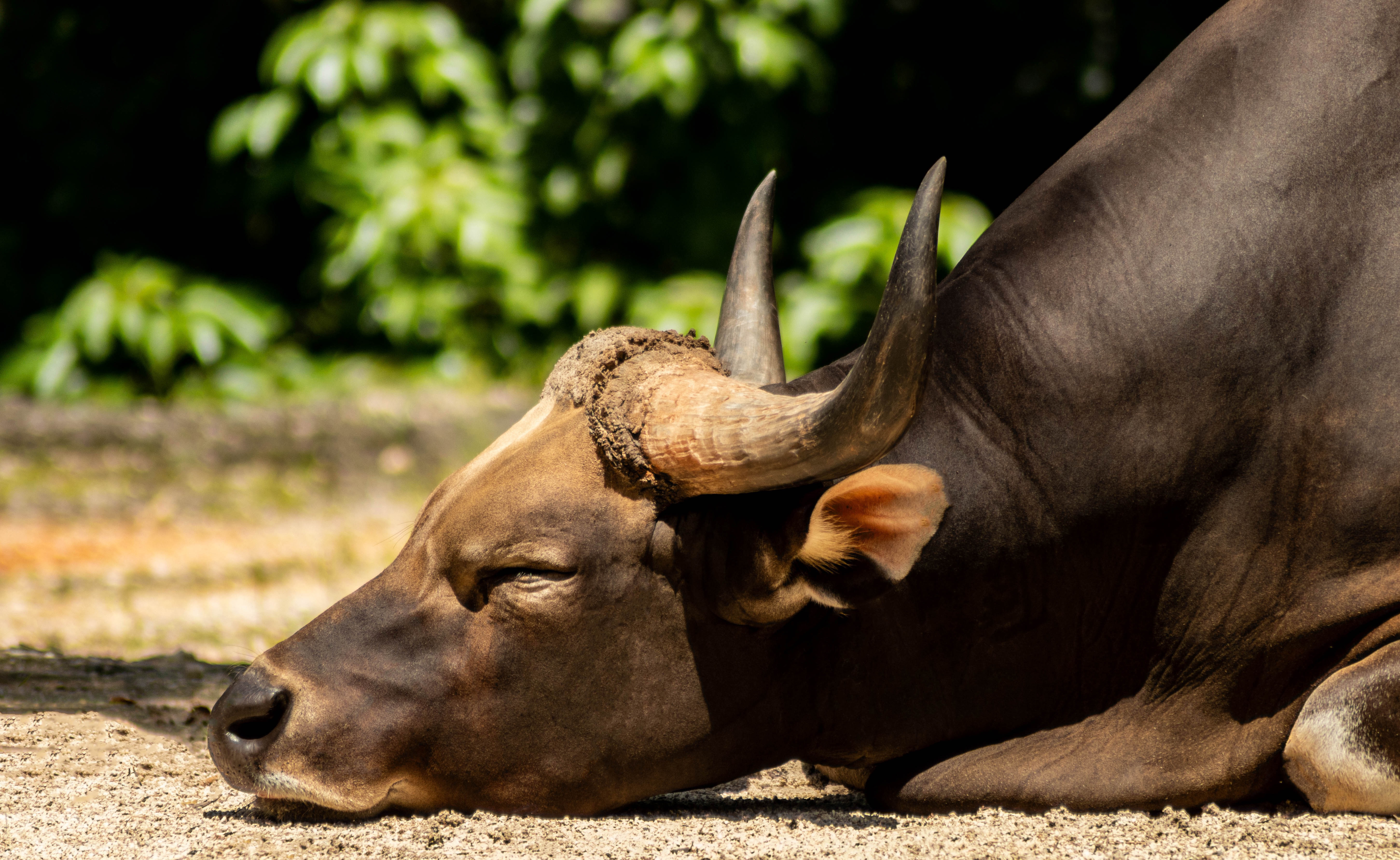 Download mobile wallpaper Animal, Water Buffalo for free.