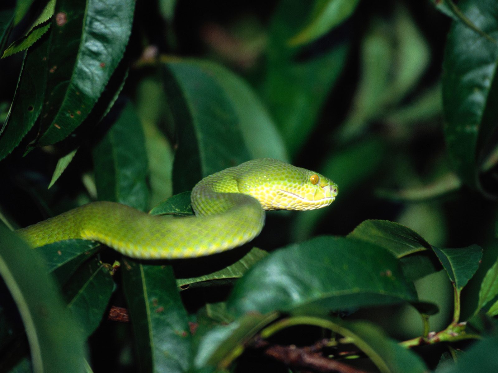 Baixe gratuitamente a imagem Animais, Cobra, Répteis na área de trabalho do seu PC