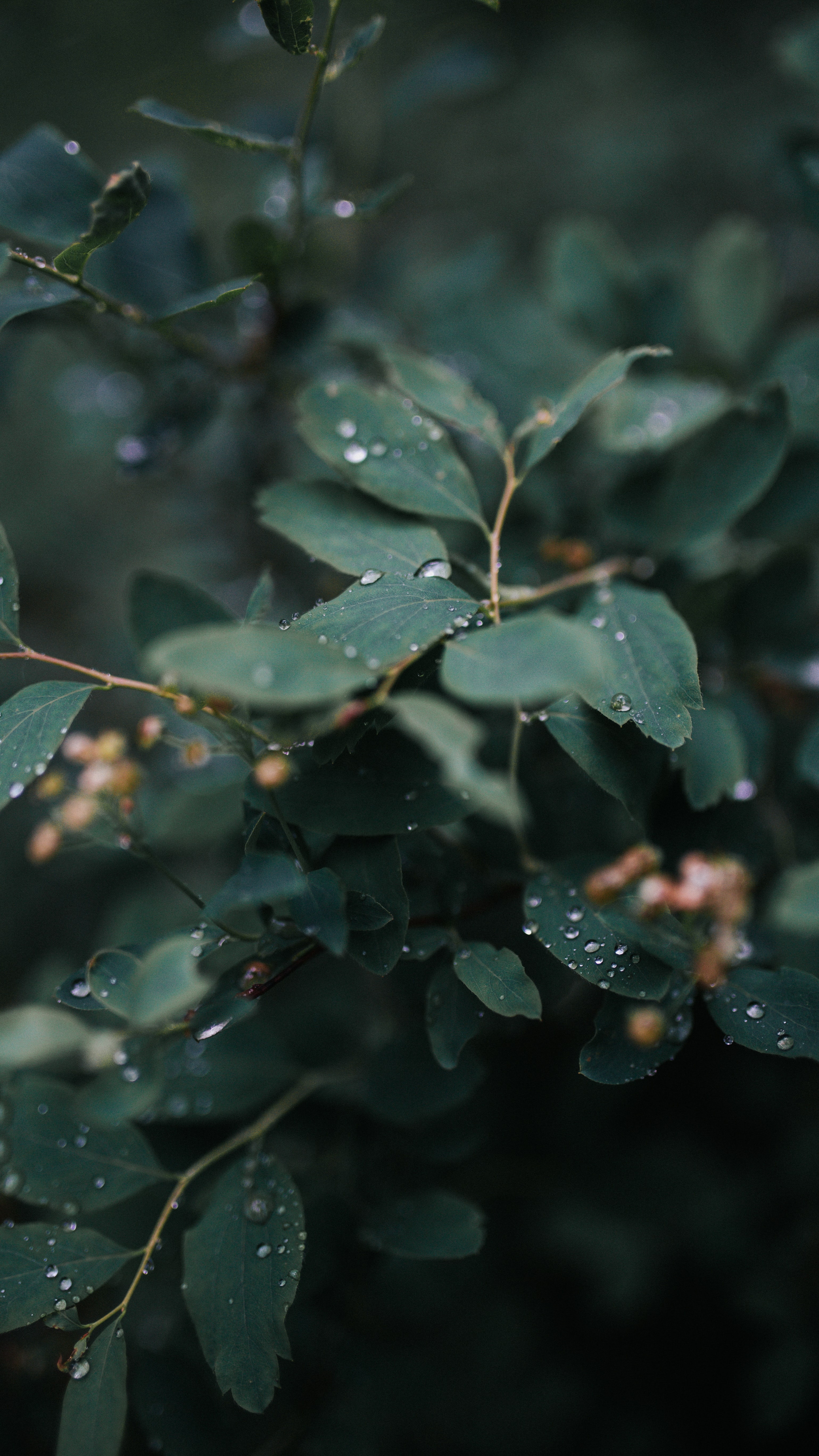 Download mobile wallpaper Leaves, Nature, Macro, Wet, Plant, Drops for free.