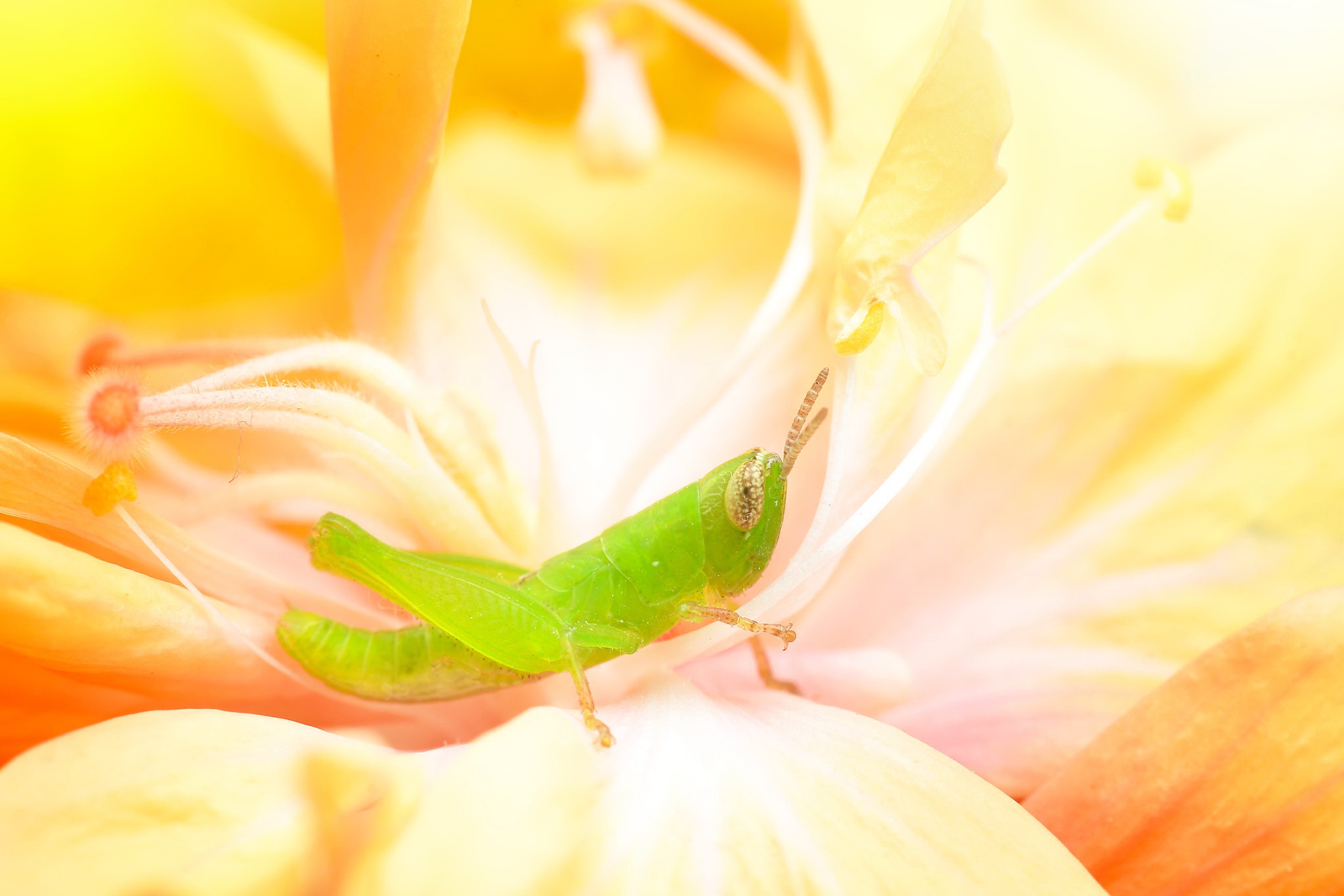 Download mobile wallpaper Flower, Macro, Insect, Animal, Grasshopper for free.