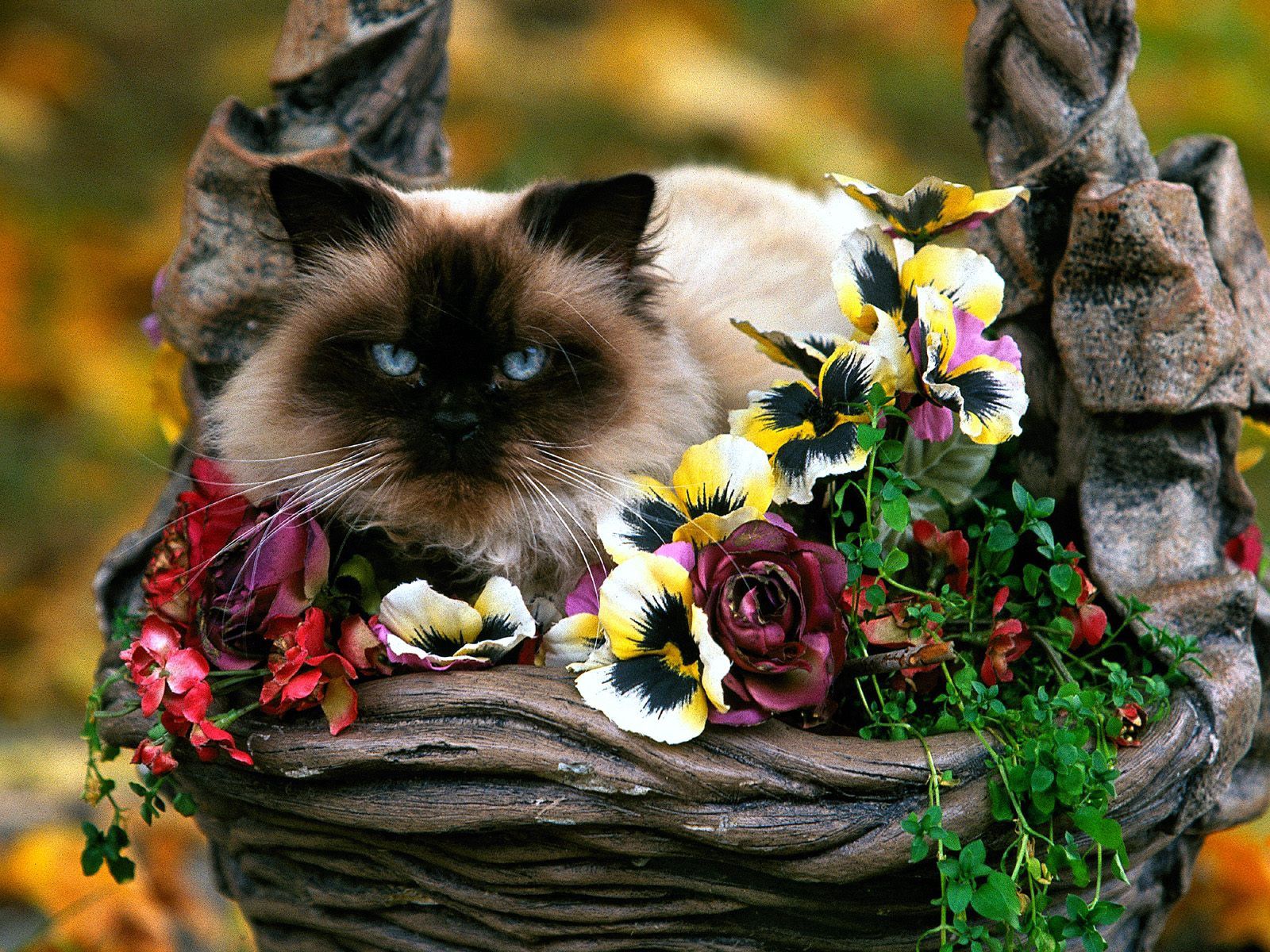 fluffy, animals, flowers, cat, basket lock screen backgrounds