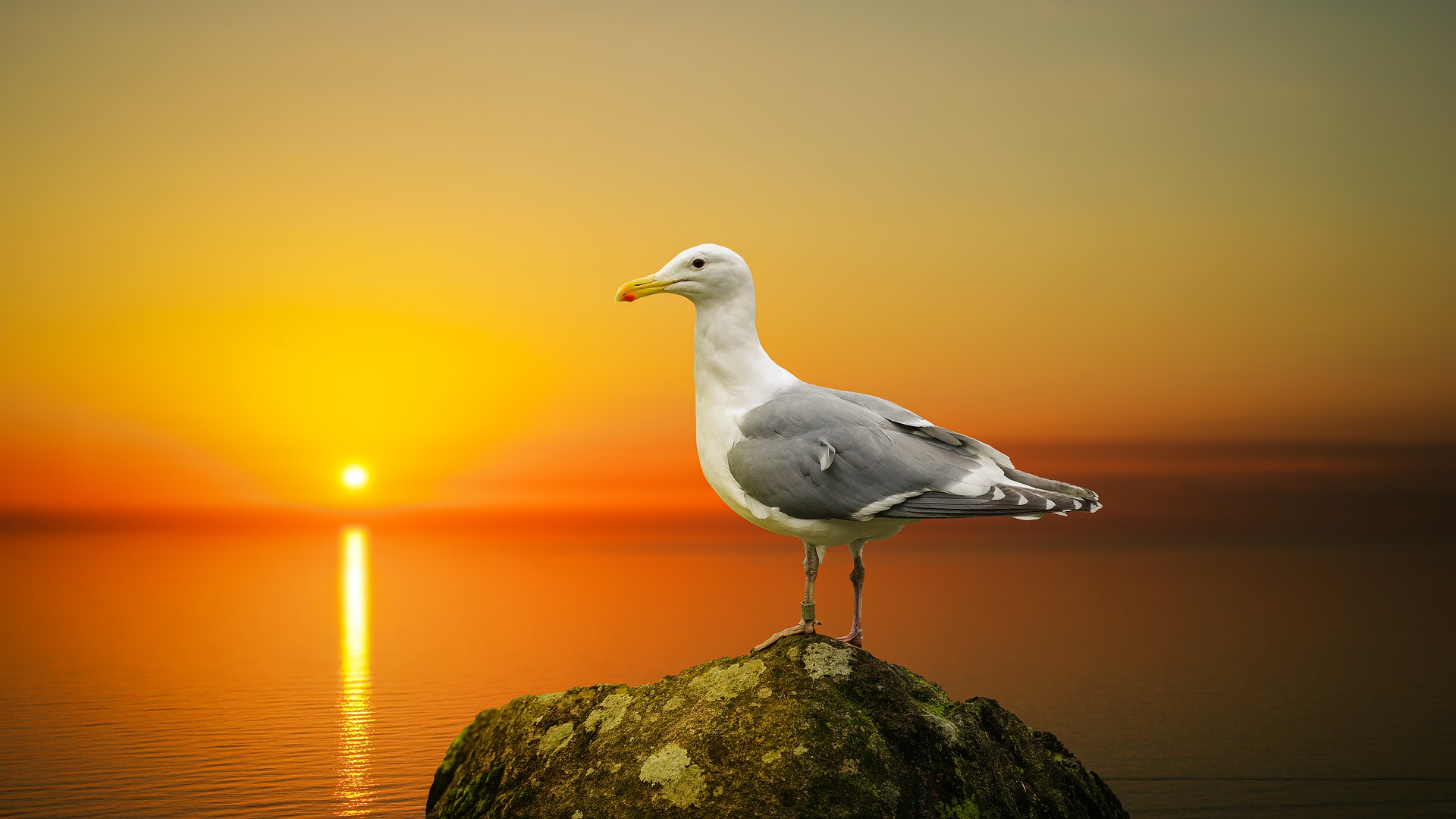 Free download wallpaper Birds, Sunset, Bird, Animal, Seagull on your PC desktop