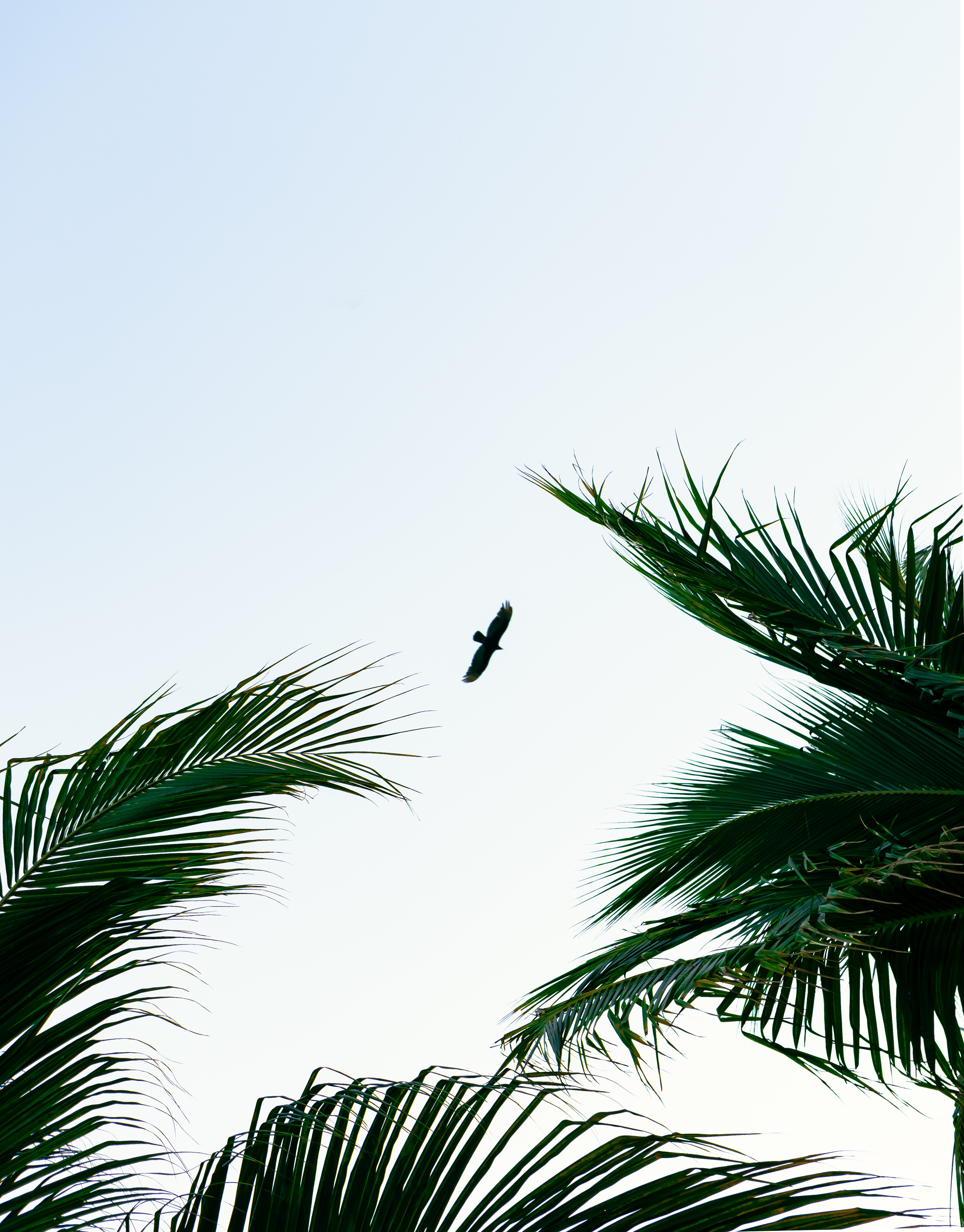 Download mobile wallpaper Branches, Sky, Animals, Flight, Bird, Palms for free.