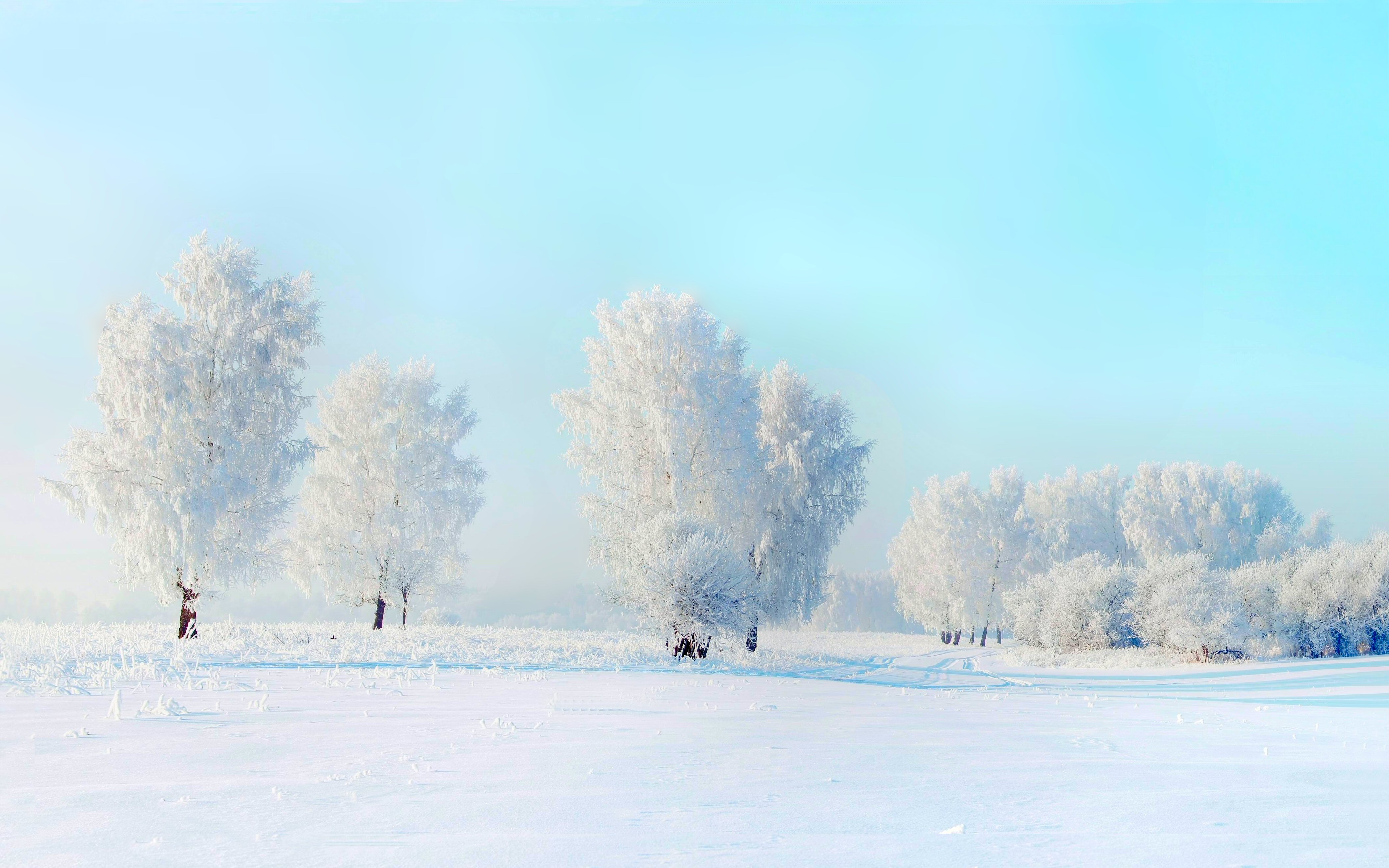 Скачать обои бесплатно Зима, Природа, Снег, Дерево, Белый, Земля/природа картинка на рабочий стол ПК
