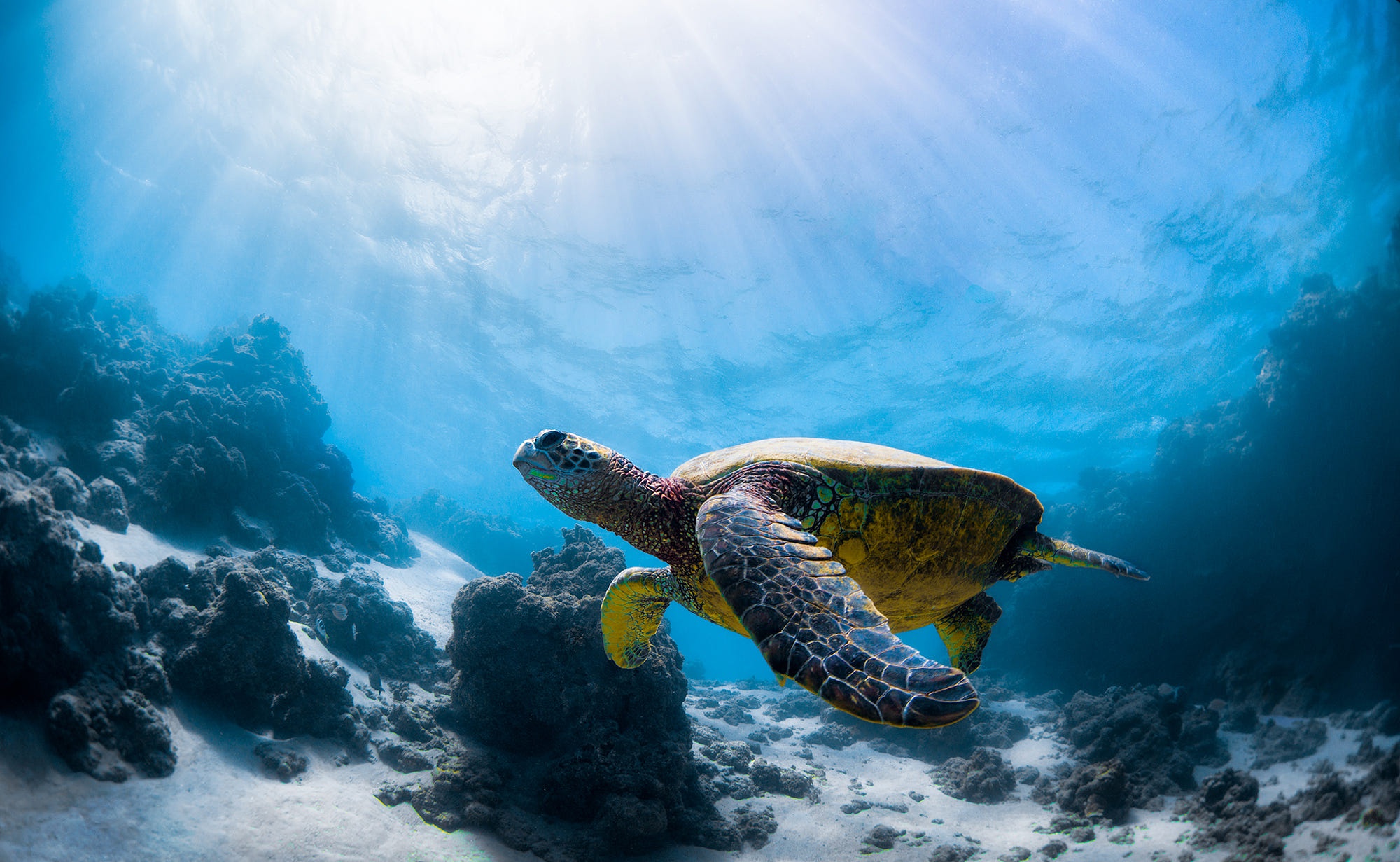 Free download wallpaper Turtles, Animal, Underwater, Turtle, Sea Life on your PC desktop