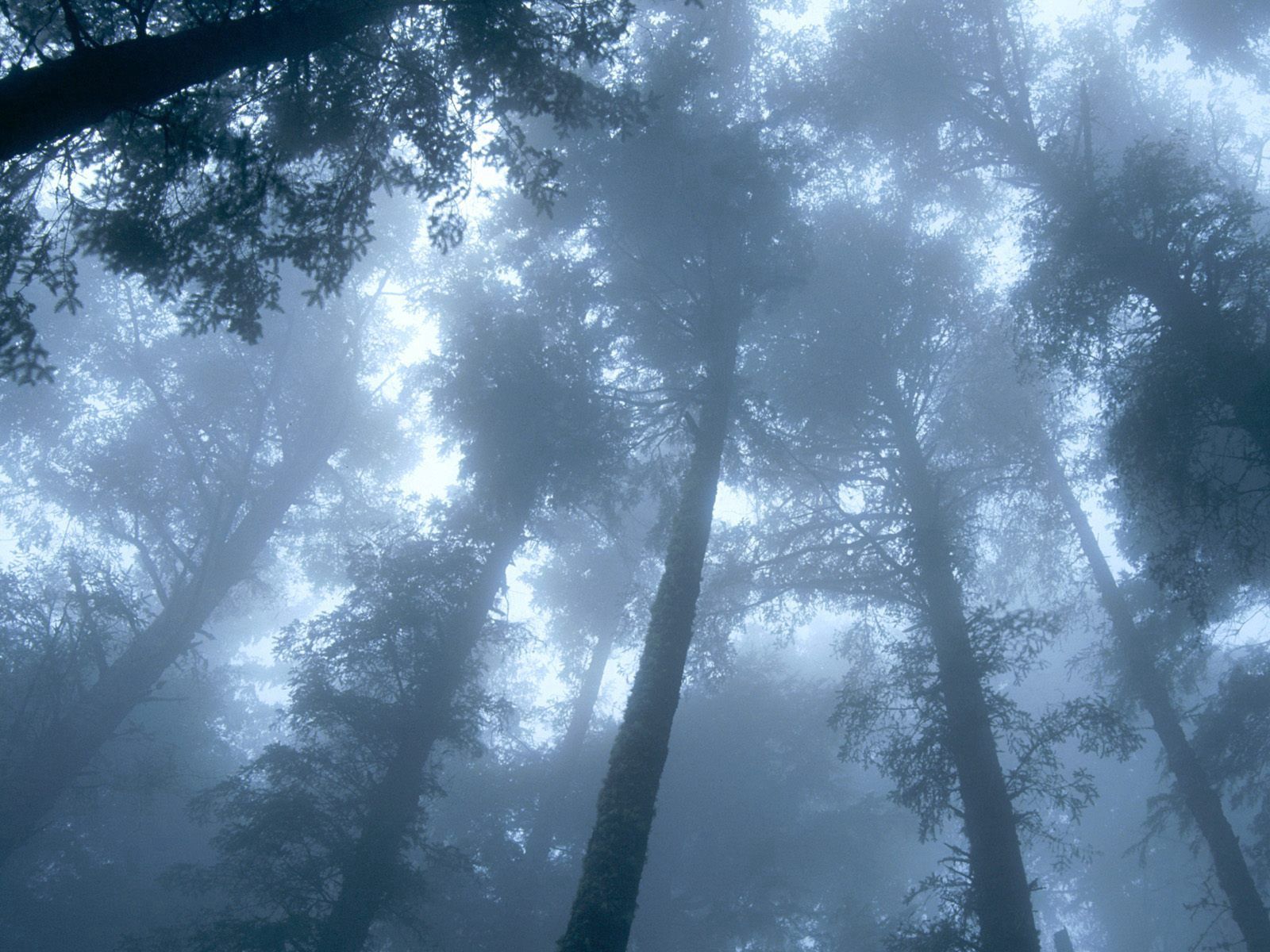 Free download wallpaper Trees, Forest, Fog, Crown, Crowns, Nature on your PC desktop