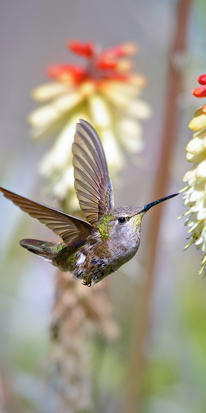 Handy-Wallpaper Tiere, Vögel, Kolibri kostenlos herunterladen.