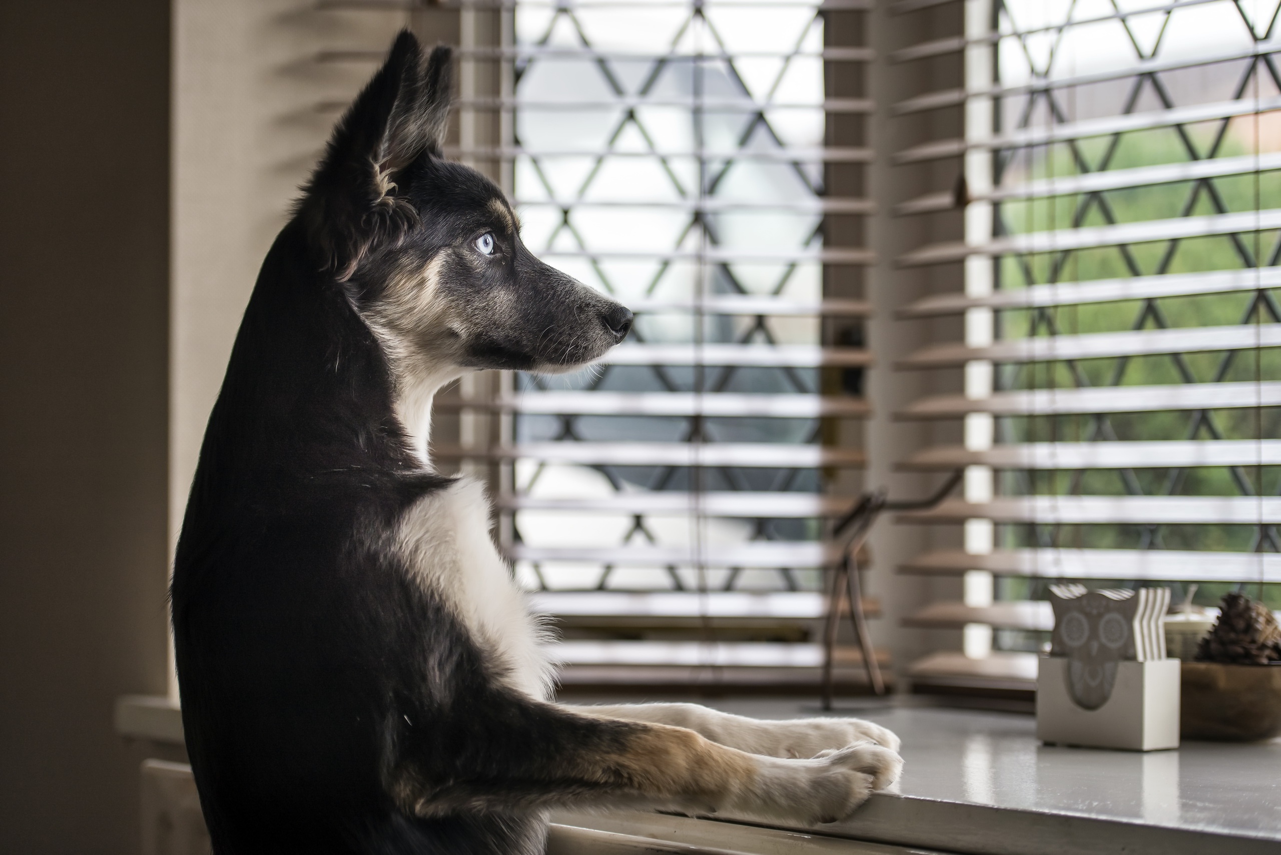 Handy-Wallpaper Tiere, Hunde, Hund, Fenster kostenlos herunterladen.