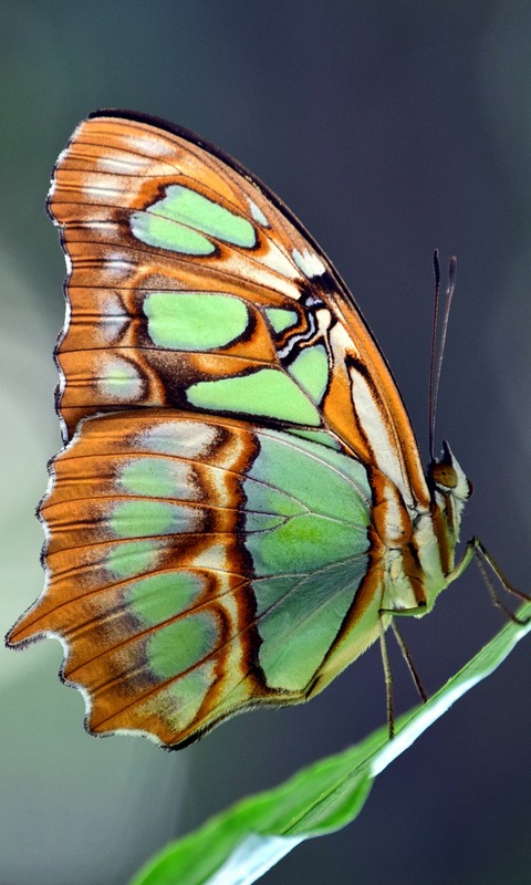 Download mobile wallpaper Insect, Butterfly, Animal for free.