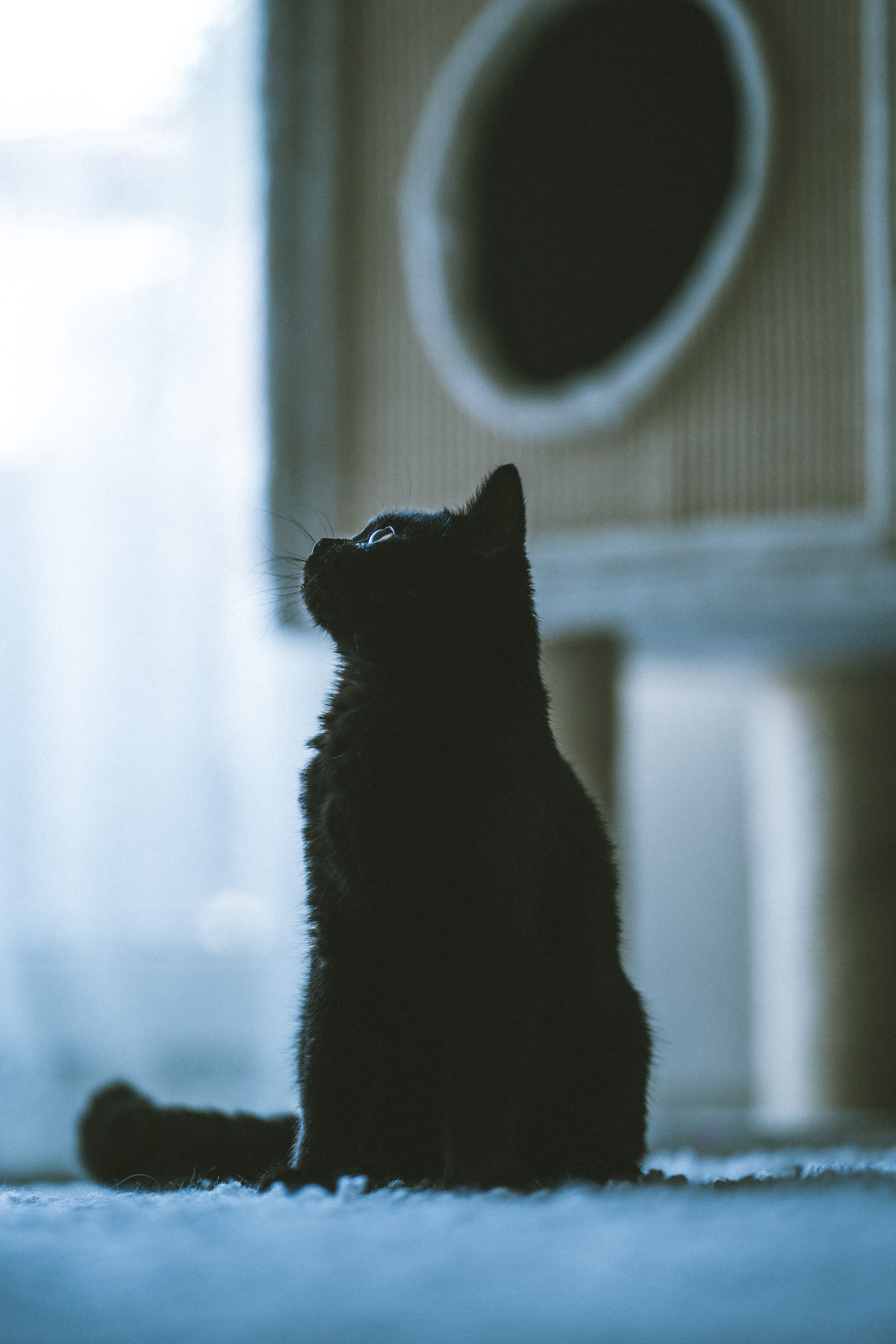 151273画像をダウンロード猫, 黒い, 動物, ネコ, ペット, プロフィール-壁紙とスクリーンセーバーを無料で